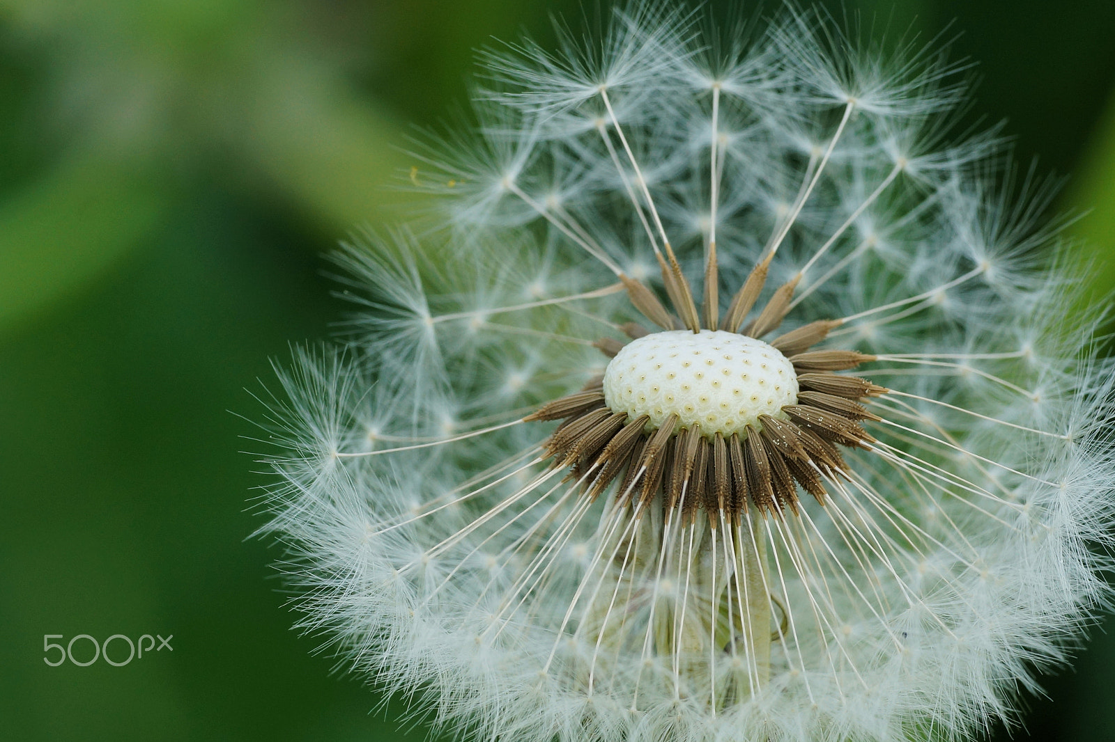 Sigma 70-200mm F2.8 EX DG Macro HSM II sample photo. Beginning skinhead photography