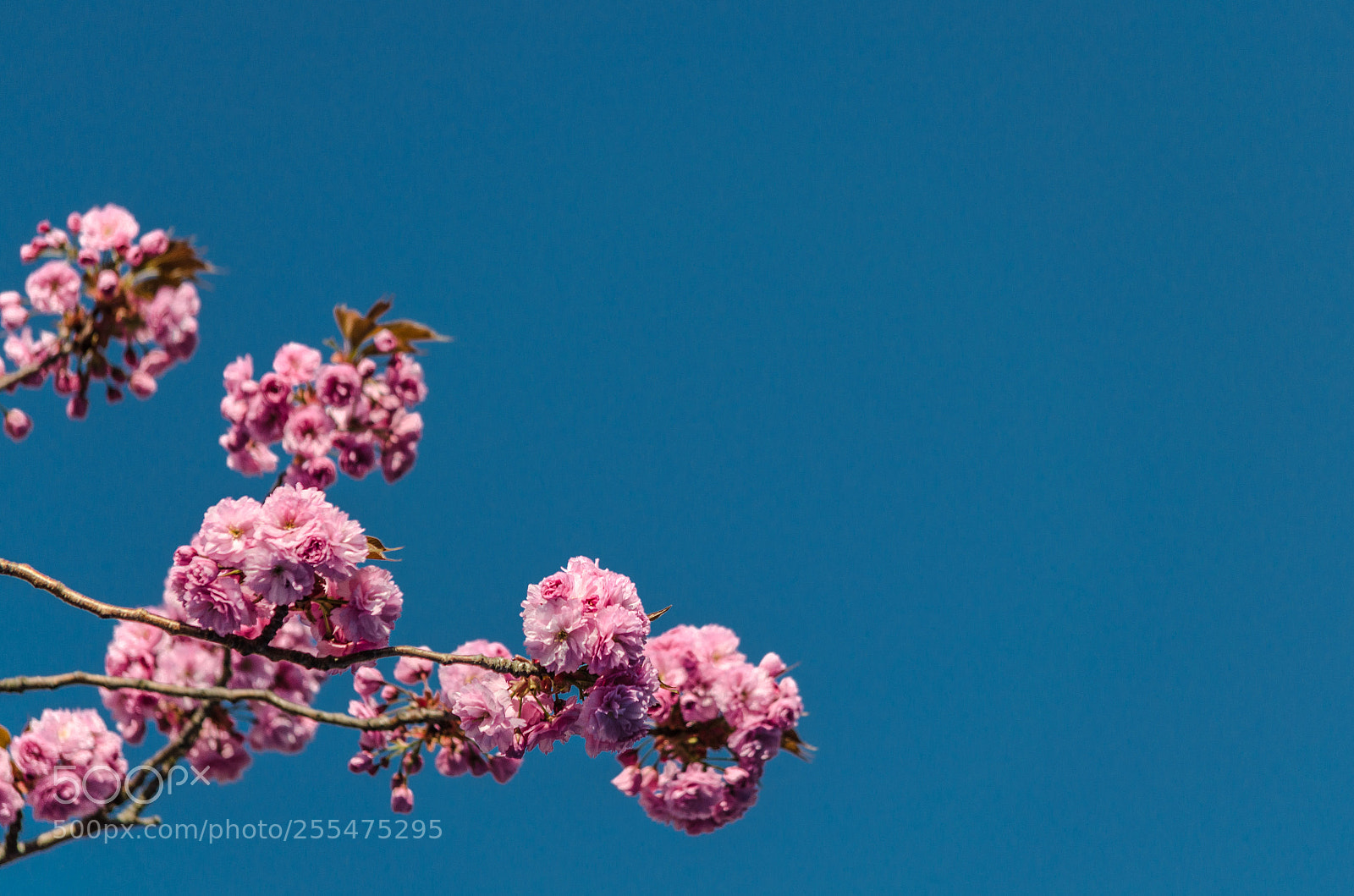 Nikon D5100 sample photo. Oostindischekers photography