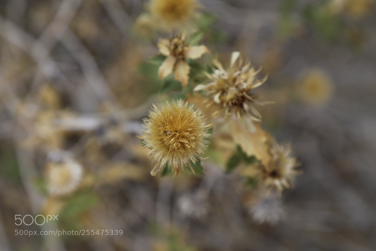 Canon EOS 6D + Canon EF 24-105mm F4L IS USM sample photo. A desert bloom, parched photography