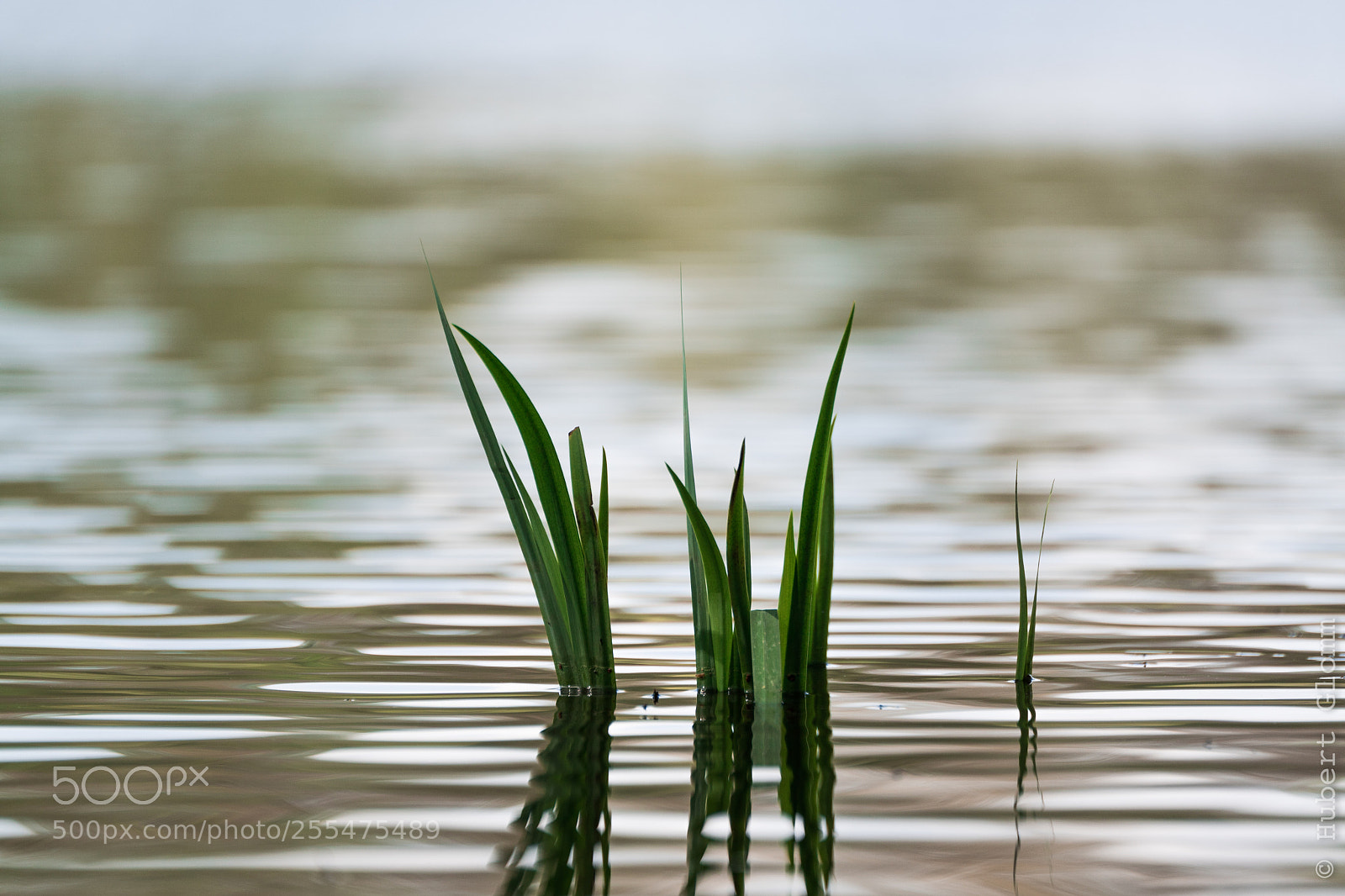 Sony ILCA-77M2 sample photo. Living water photography