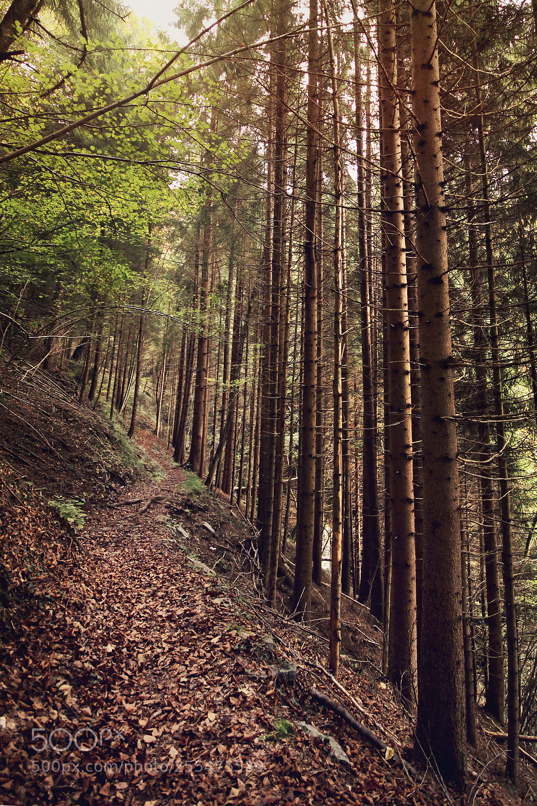 Canon EOS 600D (Rebel EOS T3i / EOS Kiss X5) sample photo. Feltrone woods photography
