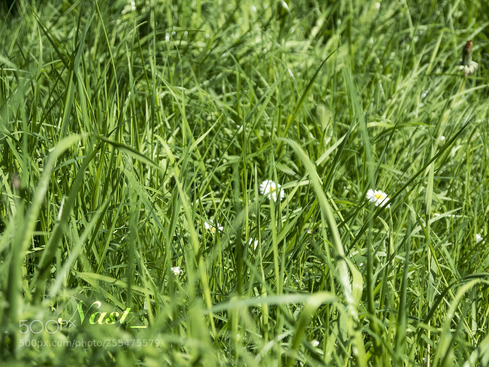 Olympus OM-D E-M5 II sample photo. Nature is harmony photography
