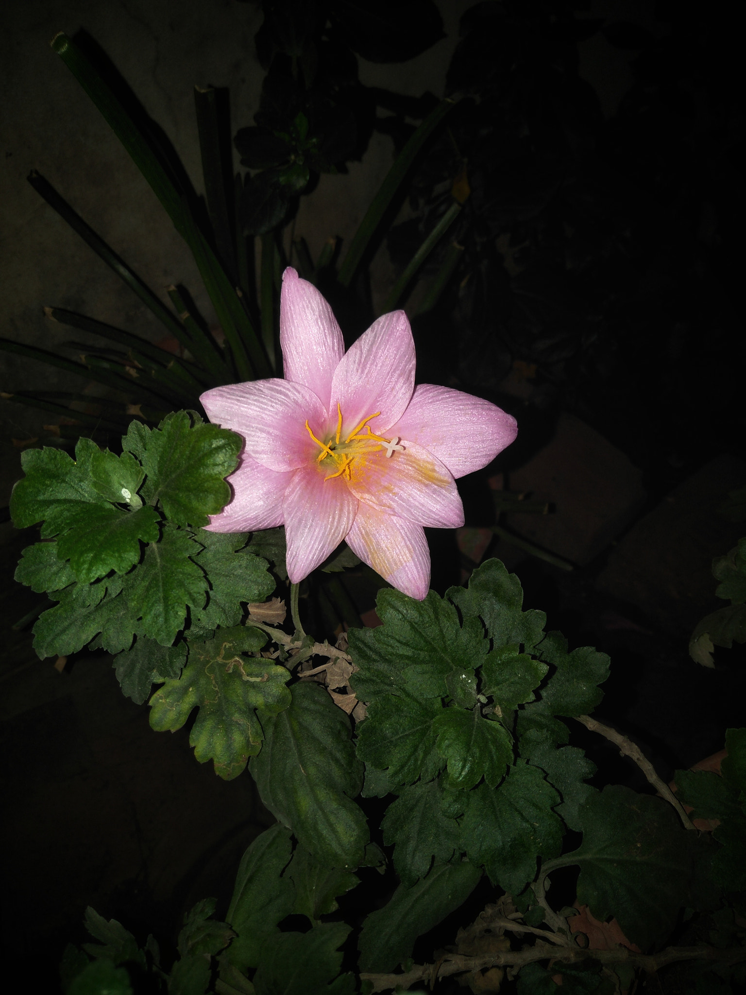 OPPO CPH1701 sample photo. Pink shade photography
