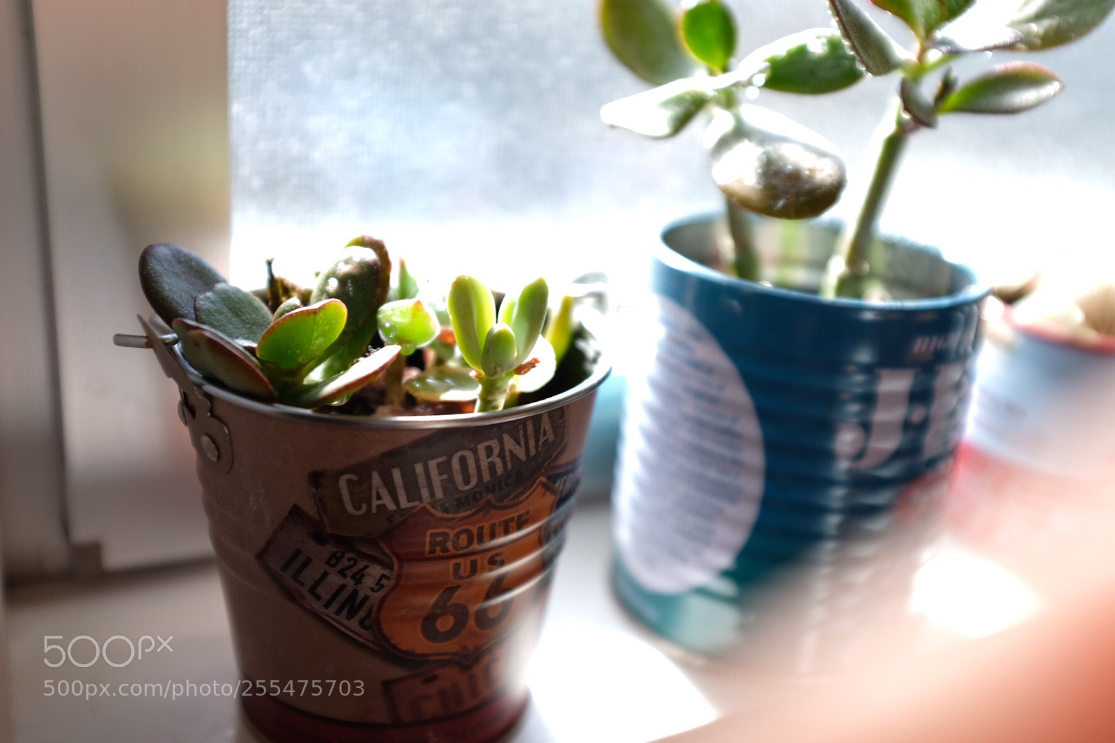 Fujifilm X100F sample photo. Foliage plant photography