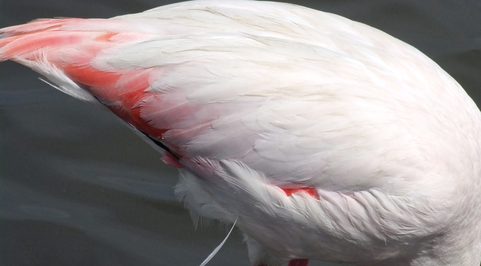 Fujifilm FinePix S5 Pro sample photo. Plumage photography