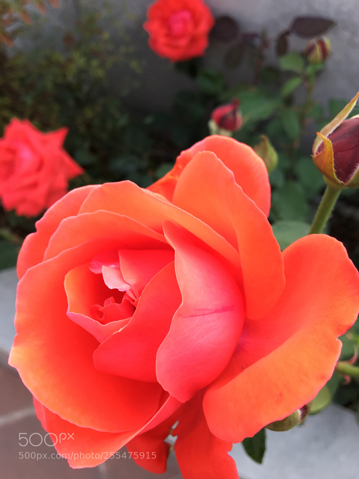 Apple iPhone 6s sample photo. 屋顶上有朵娇艳的花。 photography
