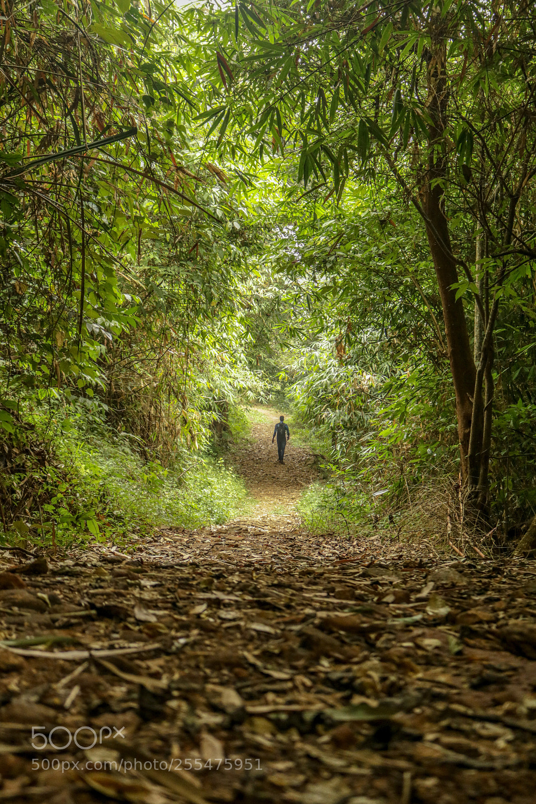 Canon EOS 750D (EOS Rebel T6i / EOS Kiss X8i) sample photo. Natural tunnel photography