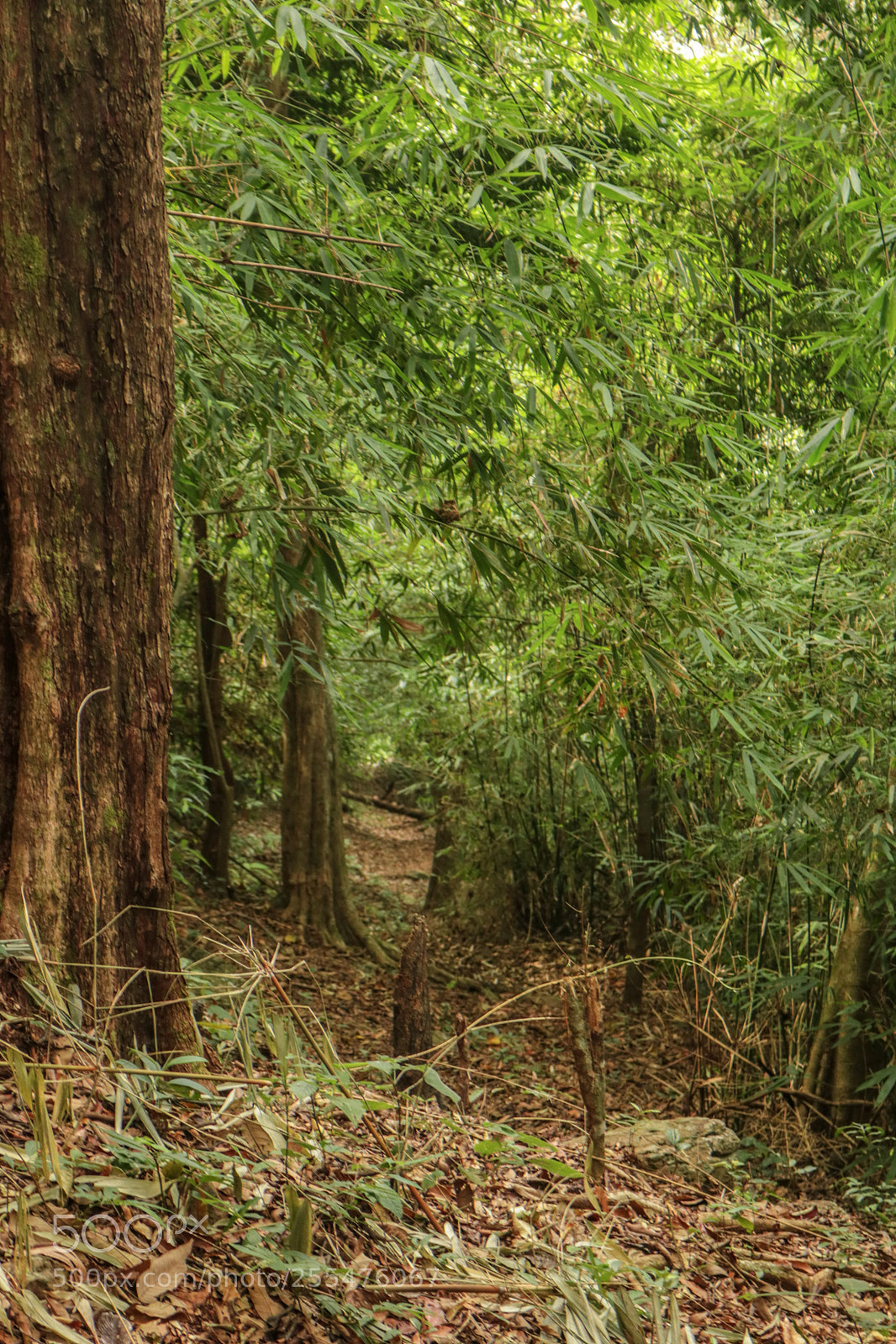 Canon EOS 750D (EOS Rebel T6i / EOS Kiss X8i) sample photo. Forest photography