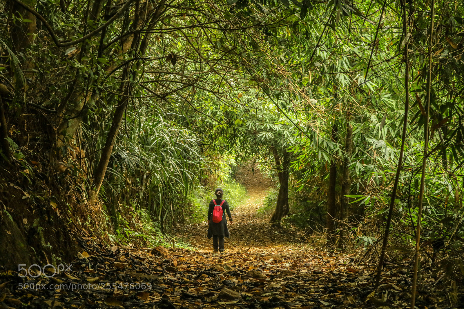 Canon EOS 750D (EOS Rebel T6i / EOS Kiss X8i) sample photo. Bamboo forest photography