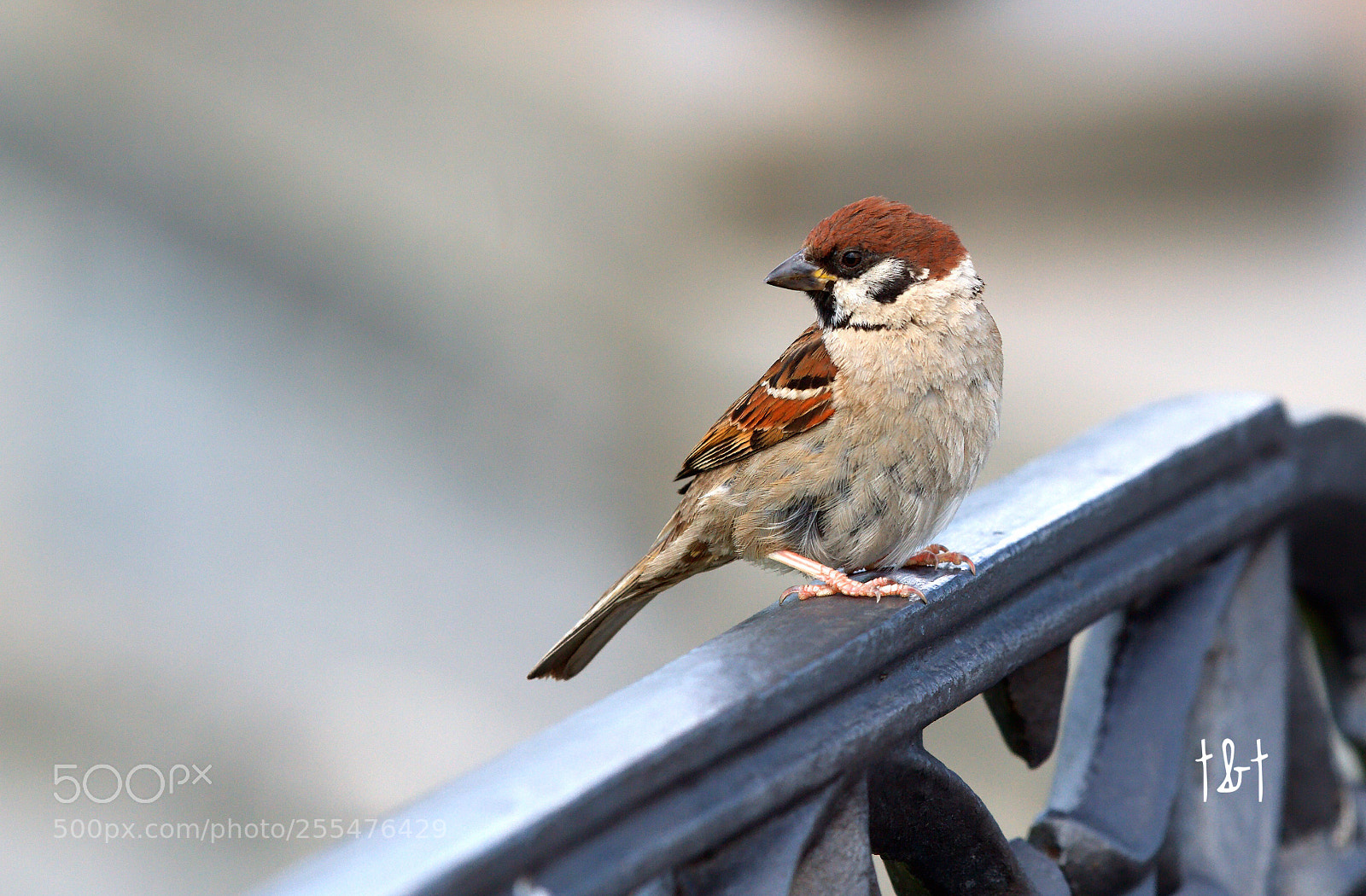 Canon EOS 7D sample photo. Untitled photography