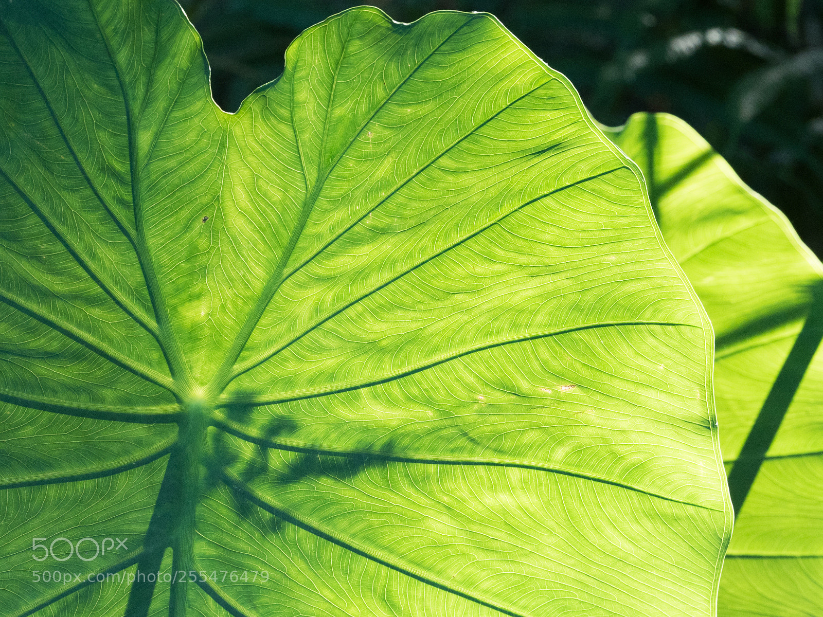 Olympus OM-D E-M5 II sample photo. The whisper of the photography