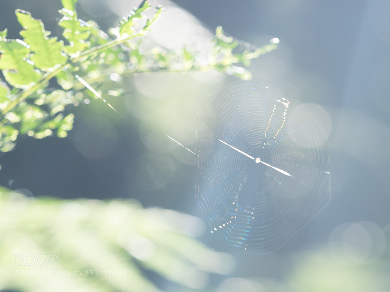 Olympus OM-D E-M5 II sample photo. The whisper of the photography