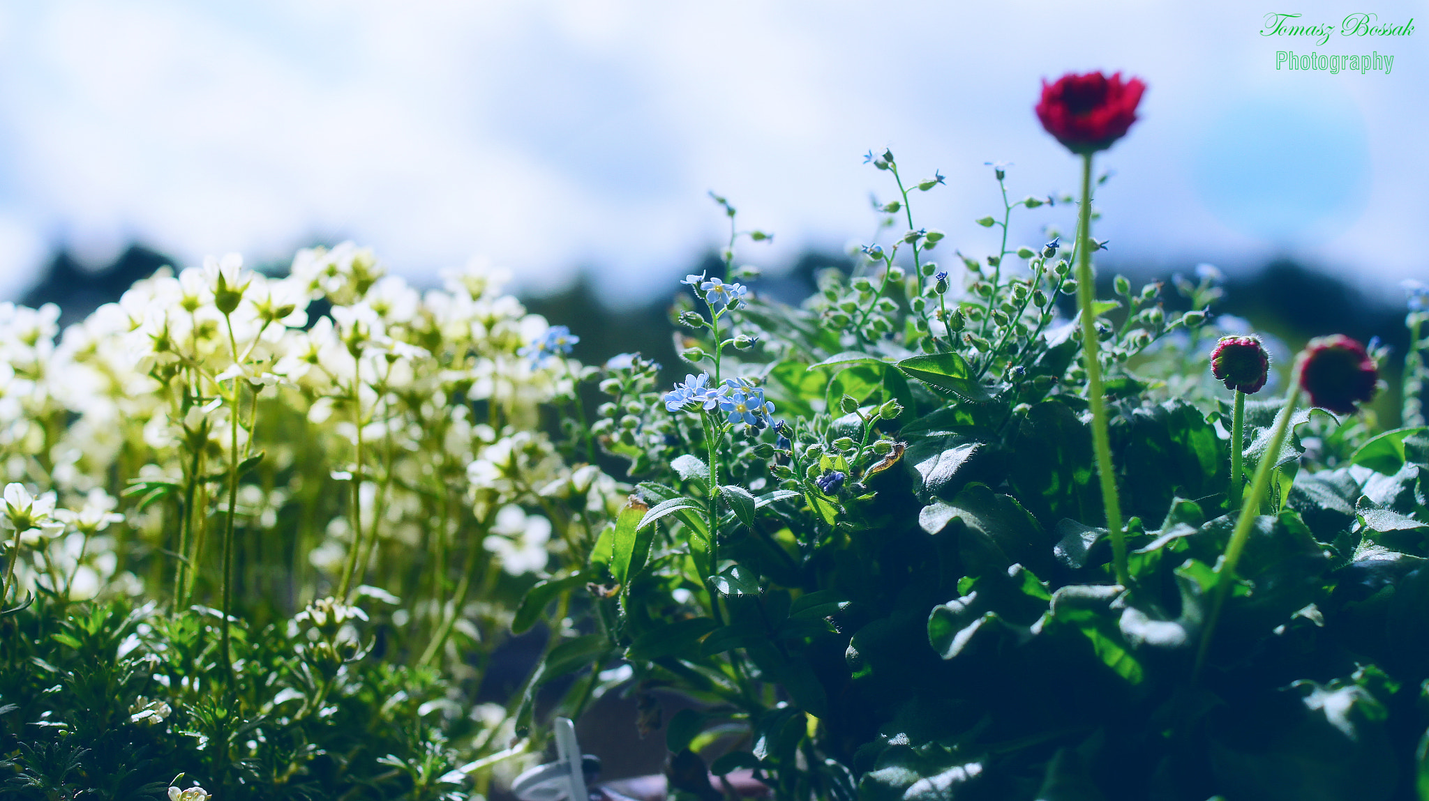 Sony Alpha DSLR-A450 sample photo. My garden again photography