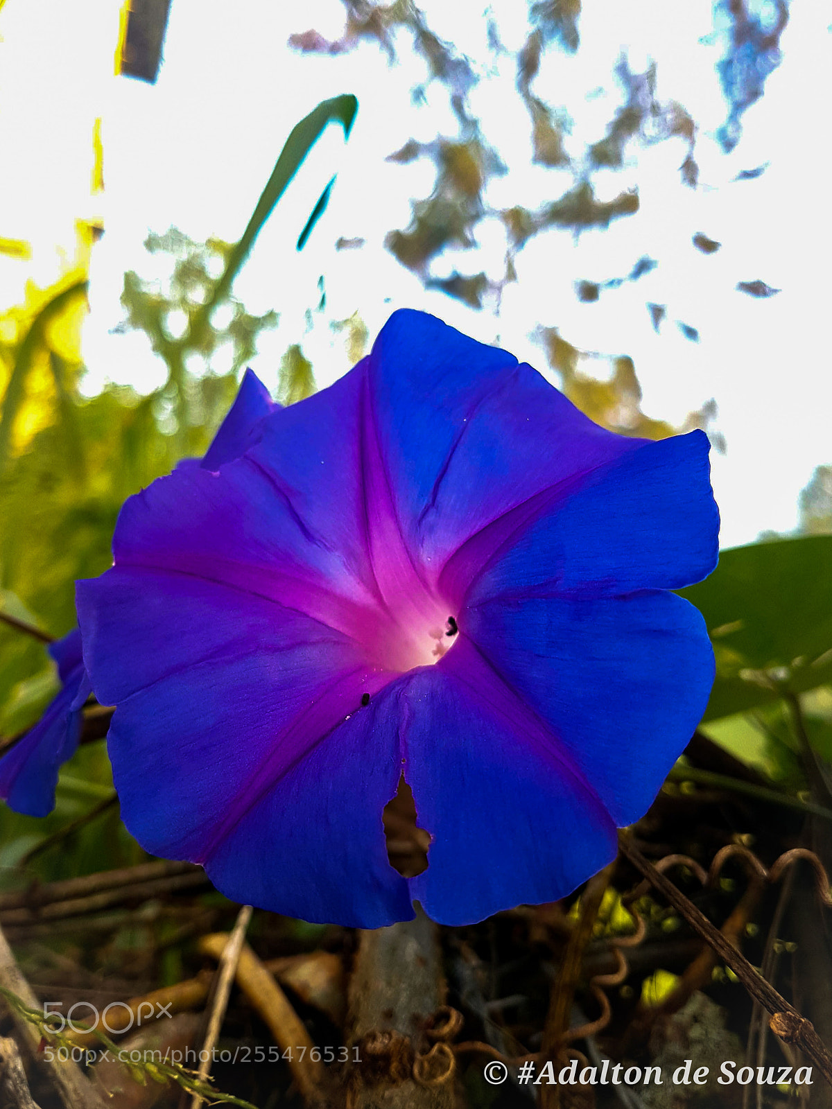 Samsung Galaxy S7 sample photo. In macro! photography