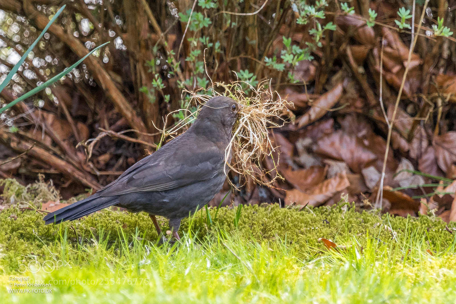 Canon EOS 6D Mark II sample photo. Blackbird with a mustache photography