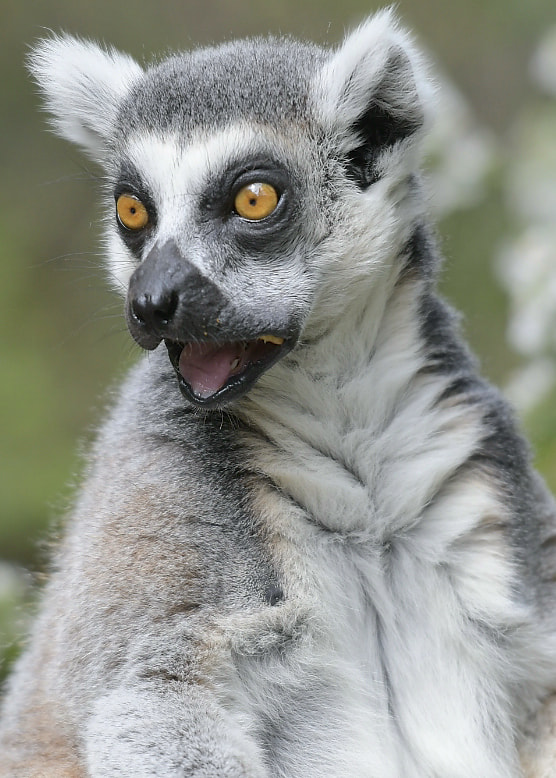 Nikon AF-S Nikkor 70-200mm F2.8G ED VR II sample photo. London zoo photography