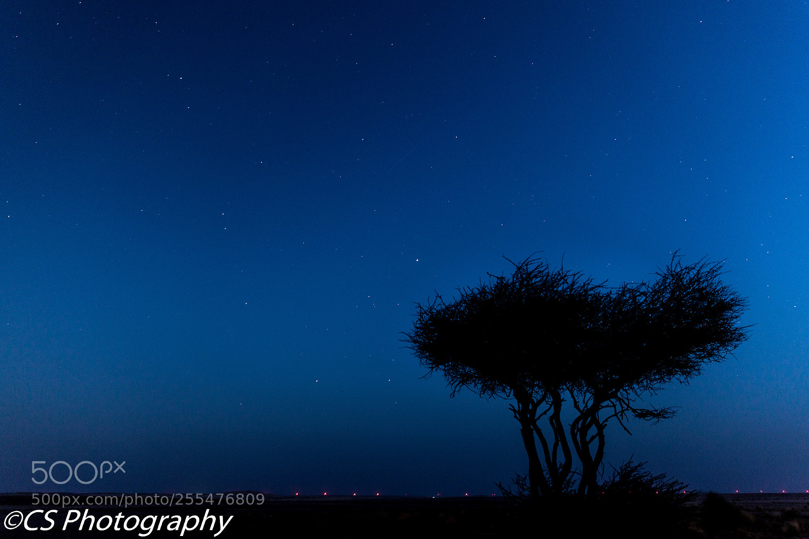 Canon EOS 5D Mark II sample photo. Lonely tree in the photography