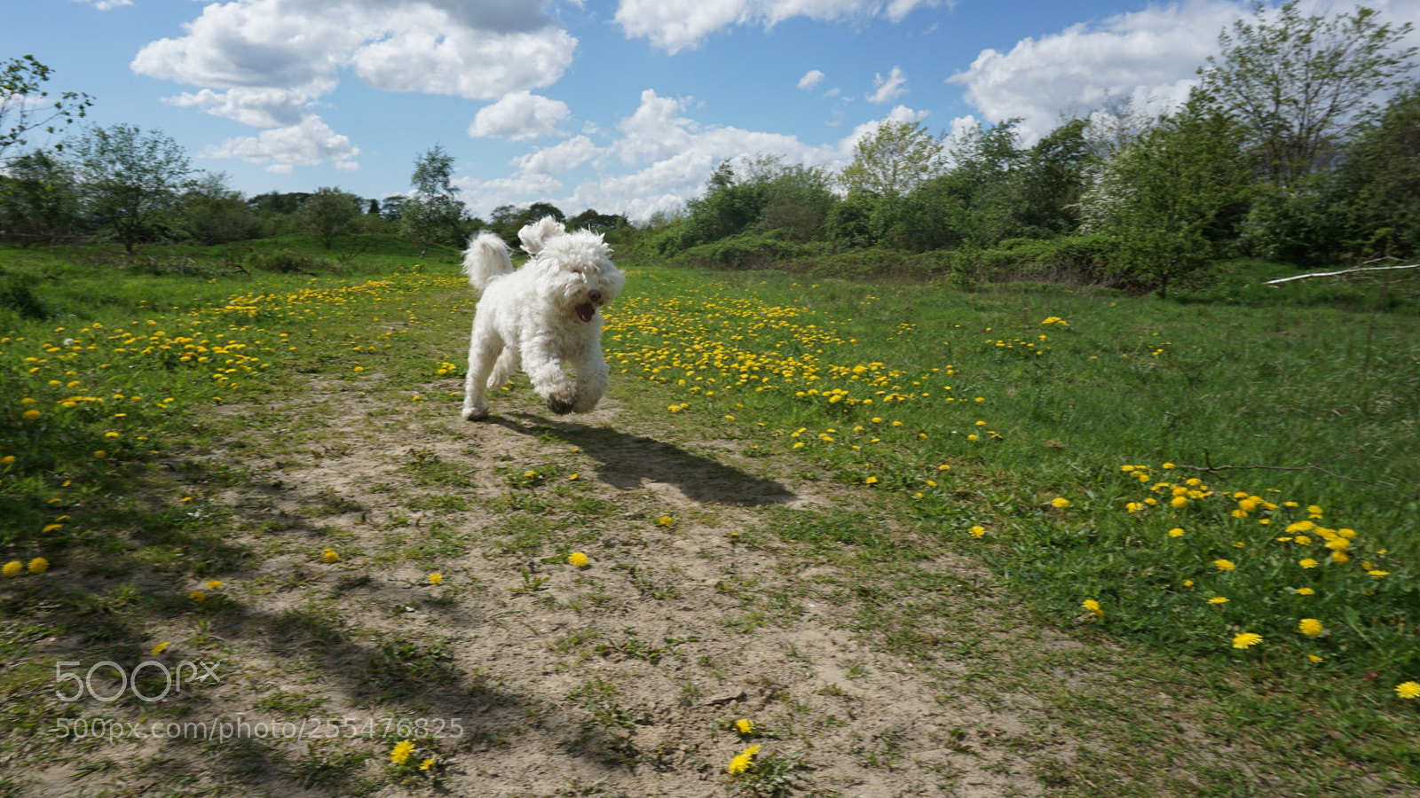 Sony a5100 sample photo. Flyin' high! photography