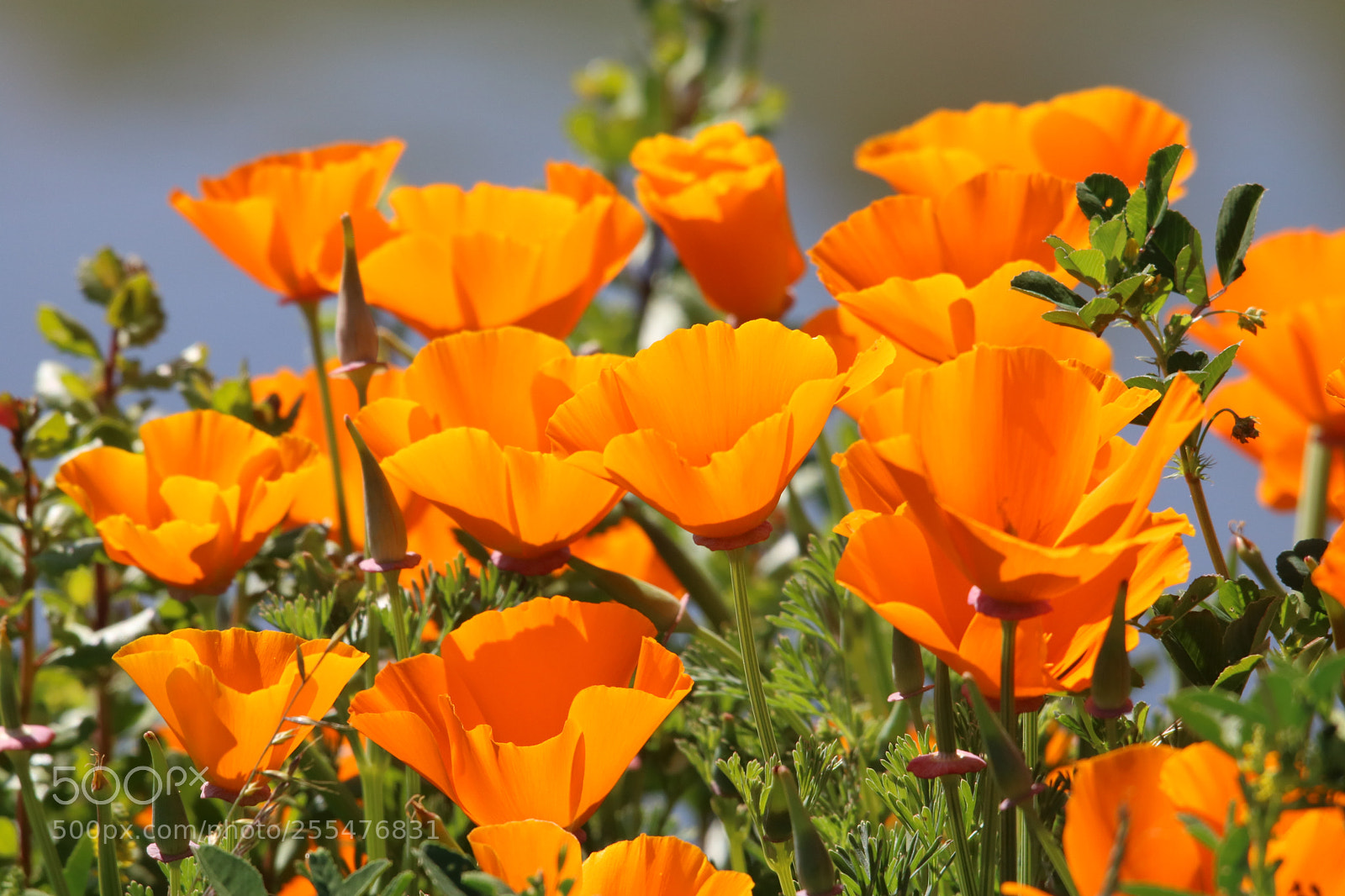 Canon EOS 750D (EOS Rebel T6i / EOS Kiss X8i) sample photo. Californian gold rush photography