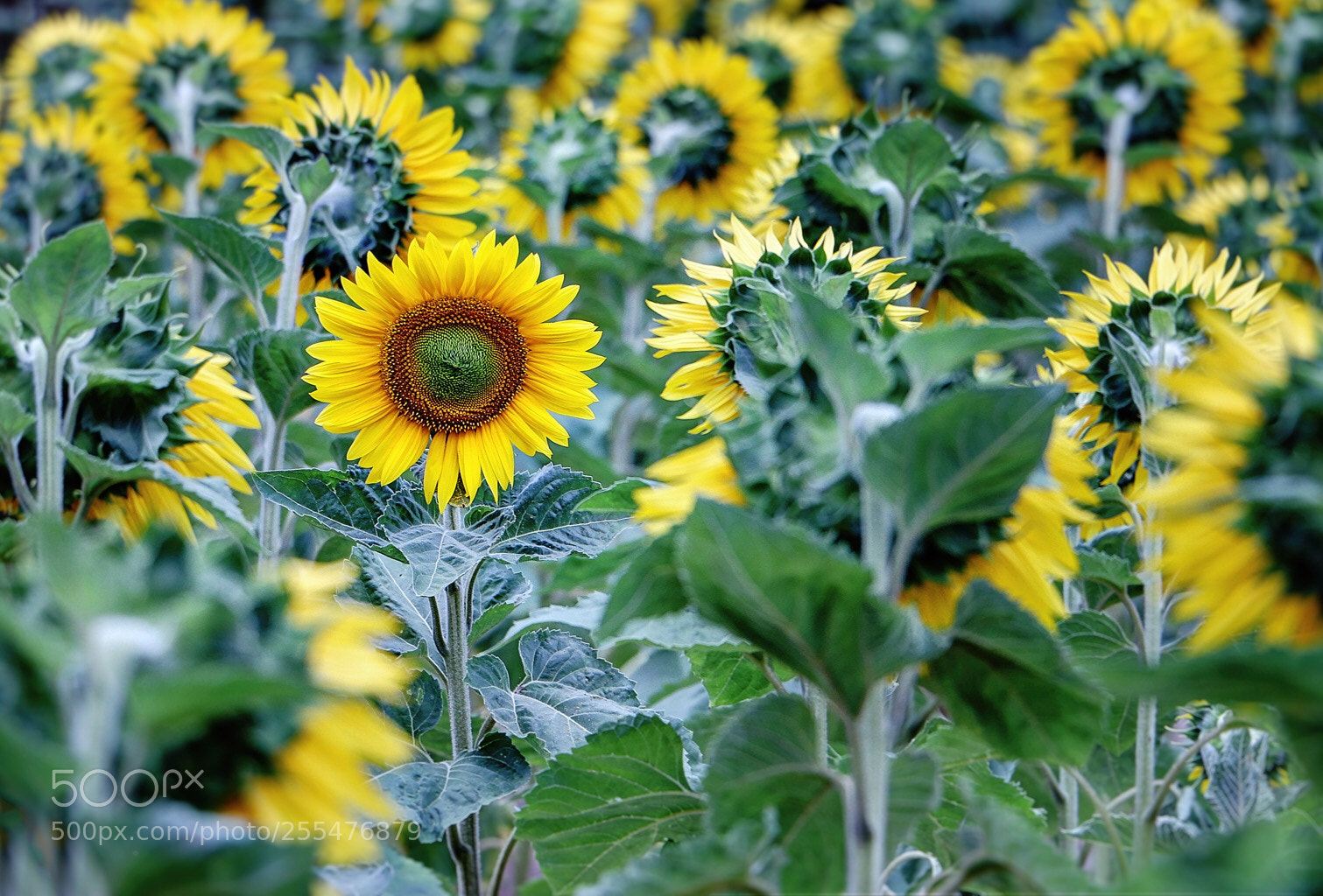 Canon EOS 70D sample photo. The hipster photography