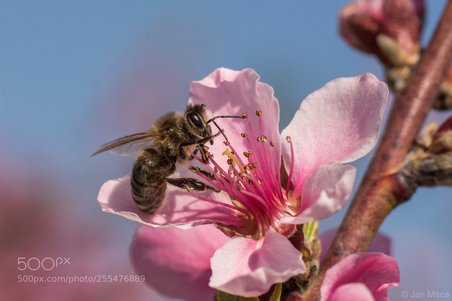 Sony ILCA-77M2 sample photo. Bee on the peach photography