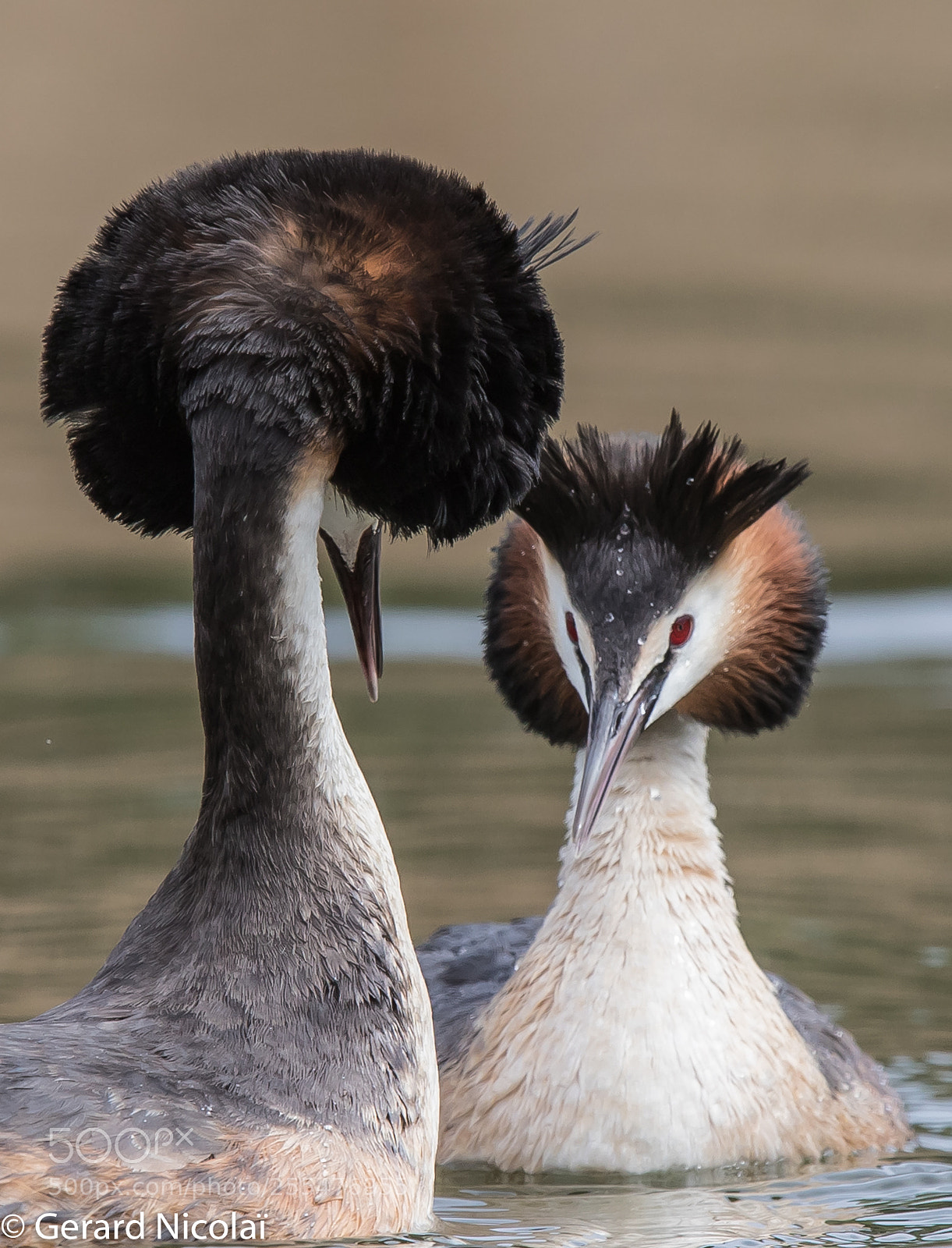 Canon EOS 7D Mark II sample photo. Great crested grebe photography