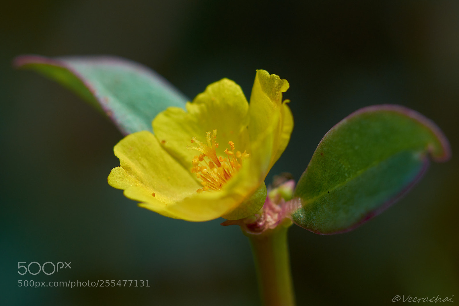 Nikon D7200 sample photo. Yellow little flower photography