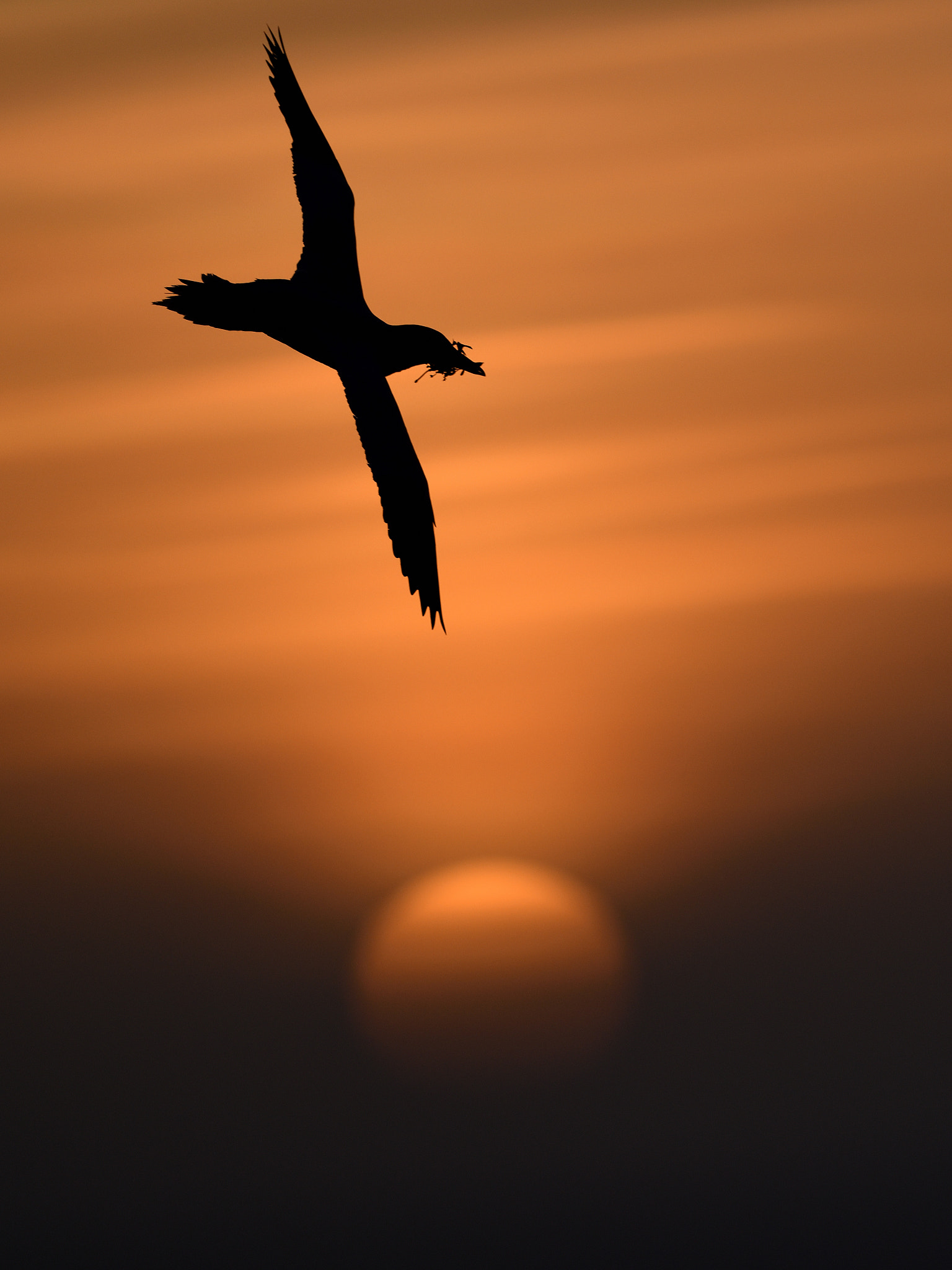 Nikon AF-S Nikkor 500mm F4G ED VR sample photo. Helgoland sunset photography