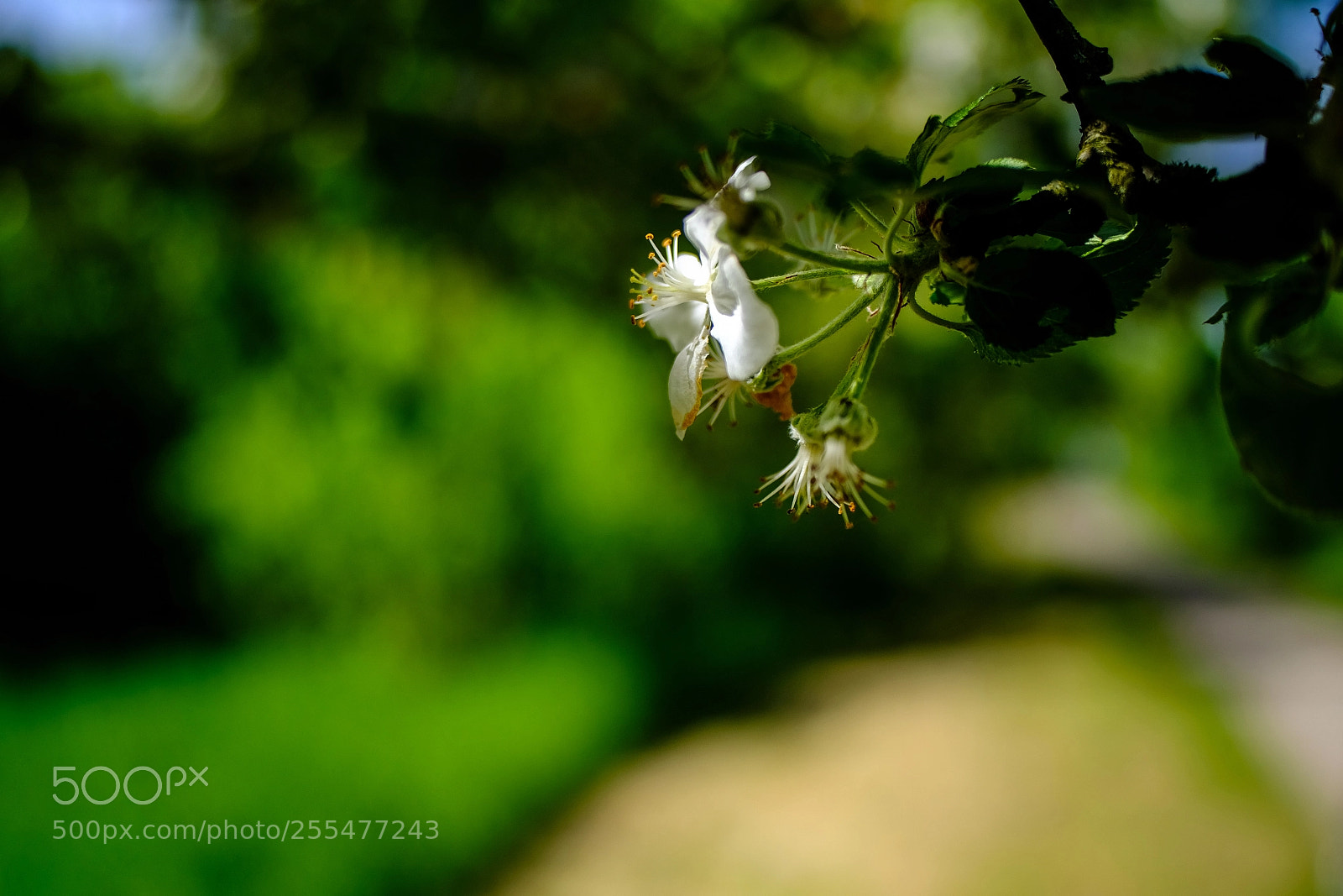 Fujifilm X-T20 sample photo. 'coming soon: apples' photography
