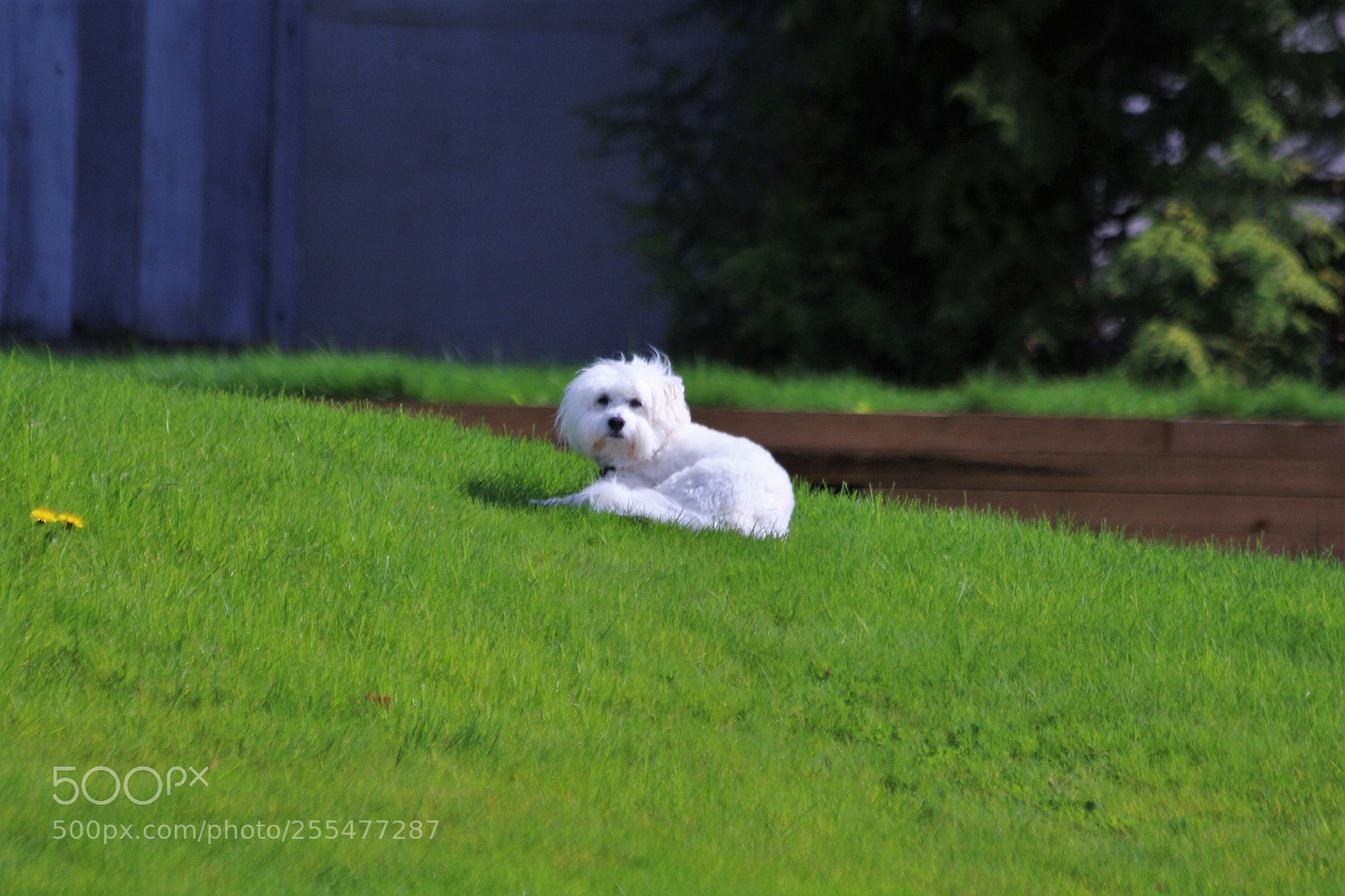 Canon EOS 700D (EOS Rebel T5i / EOS Kiss X7i) sample photo. Alone on a grassy photography