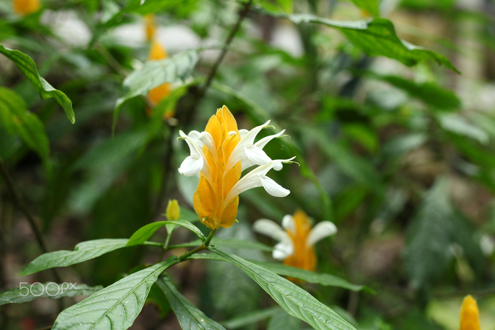 Canon EF 50mm F1.8 II sample photo. Golden shrimp plant photography