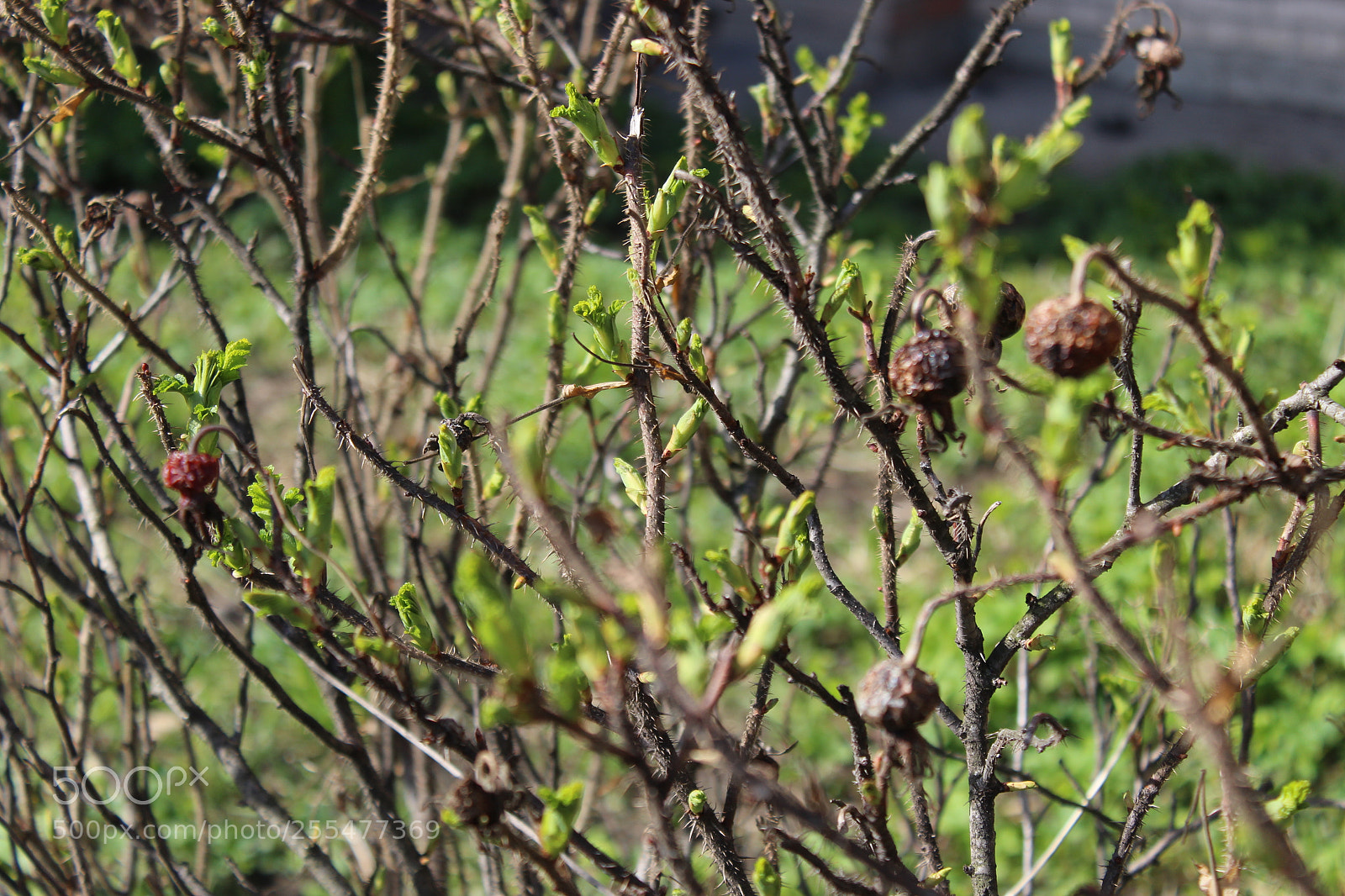Canon EOS 1300D (EOS Rebel T6 / EOS Kiss X80) sample photo. Img photography