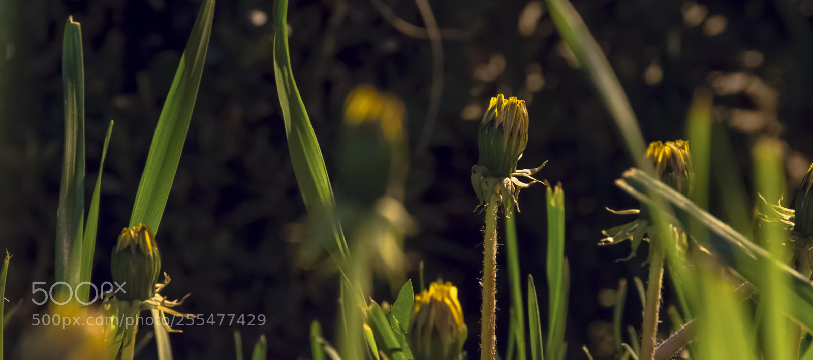 Nikon D7200 sample photo. Nature photography
