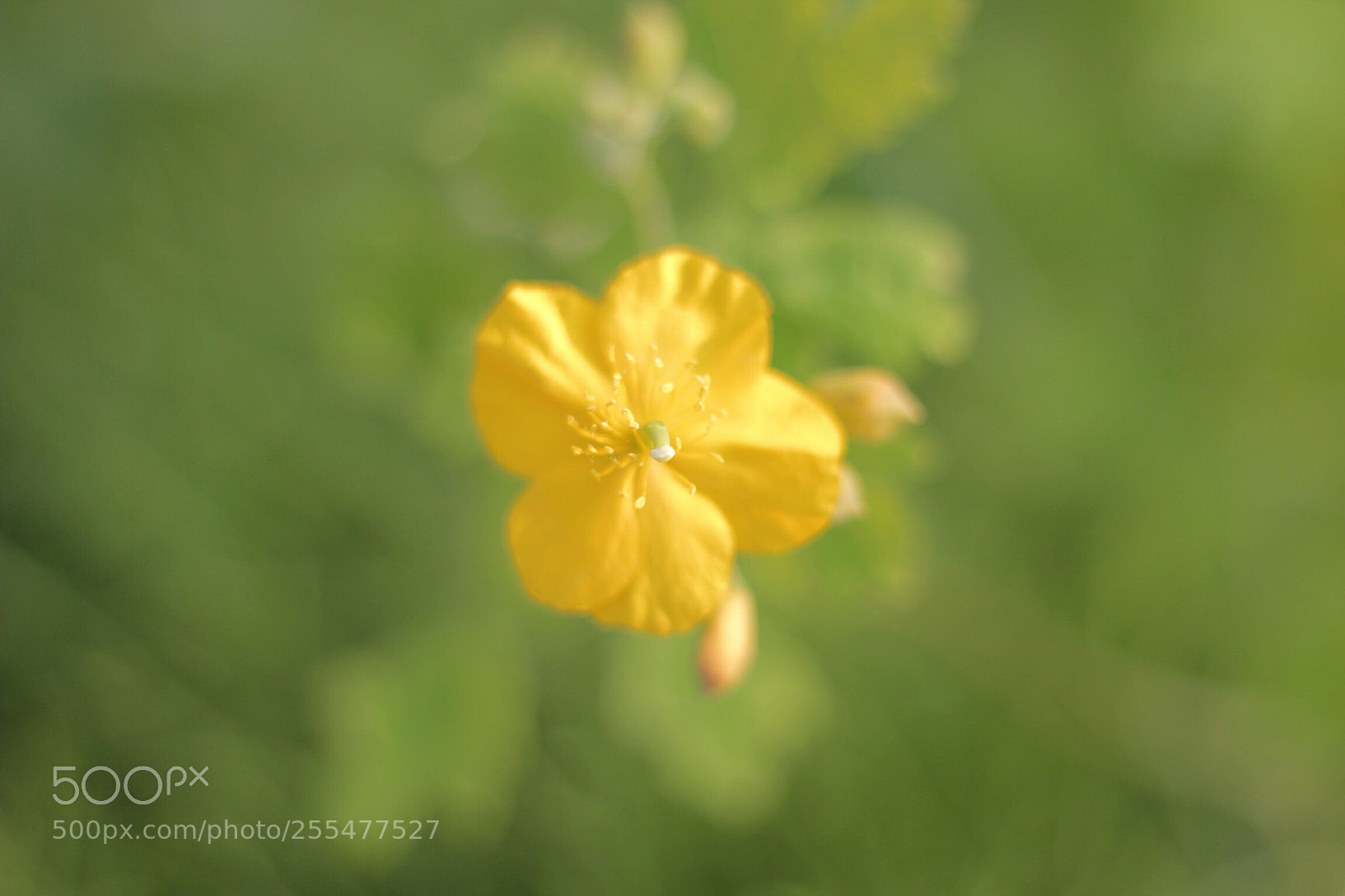 Canon EOS 550D (EOS Rebel T2i / EOS Kiss X4) sample photo. Yellow photography