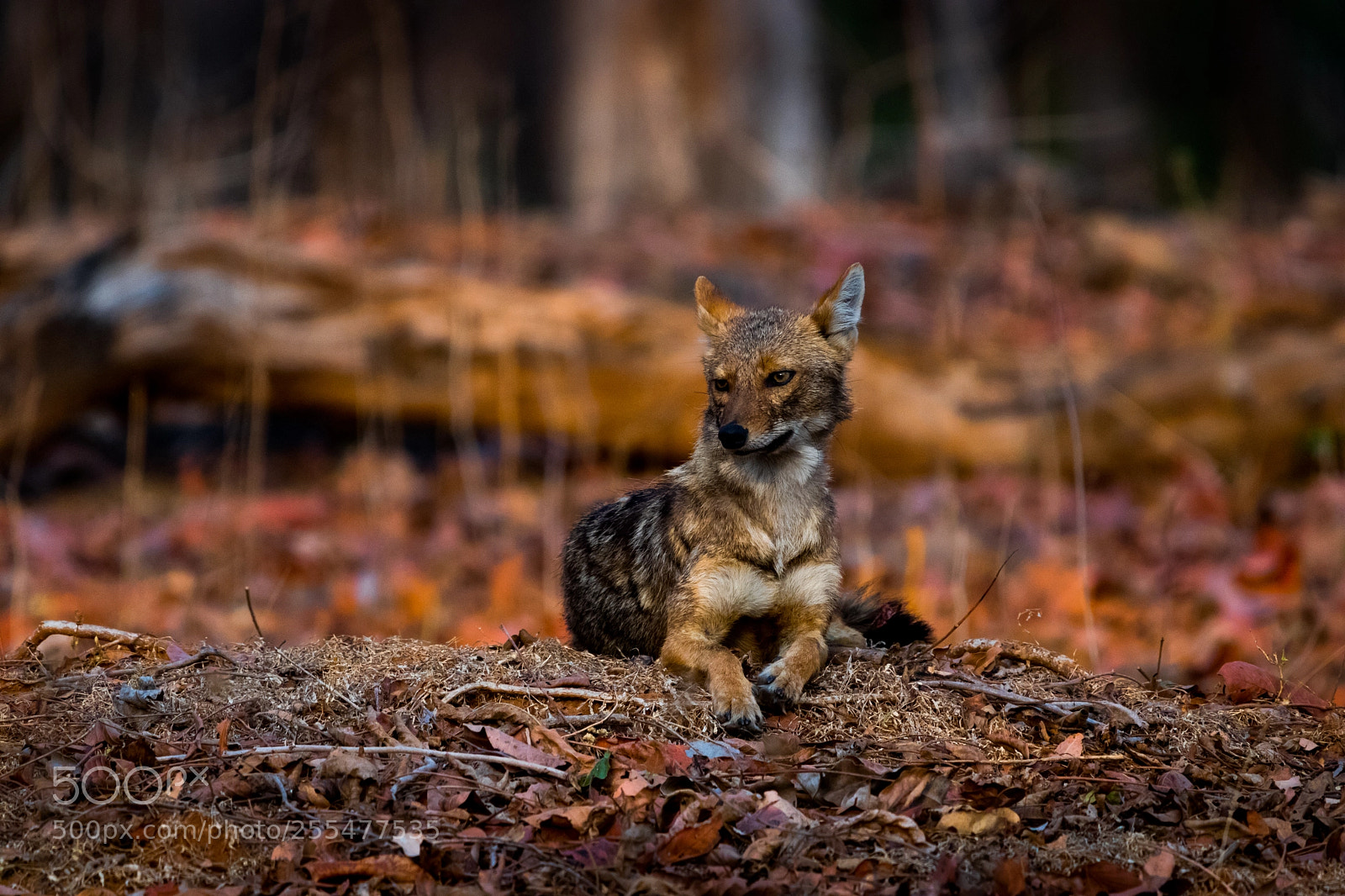 Canon EOS 80D sample photo. Golden jackal photography