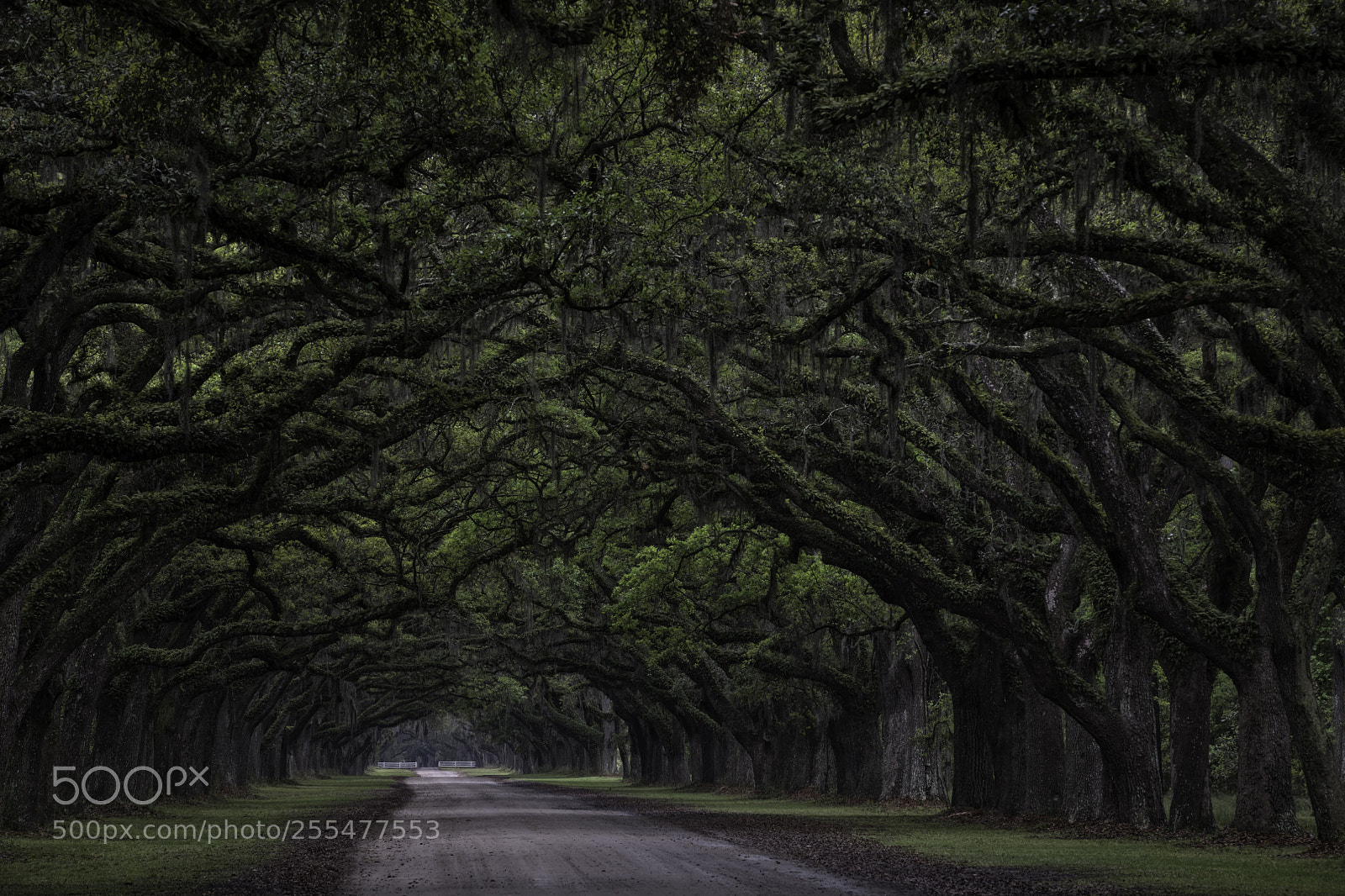 Nikon D850 sample photo. A moody lane... photography