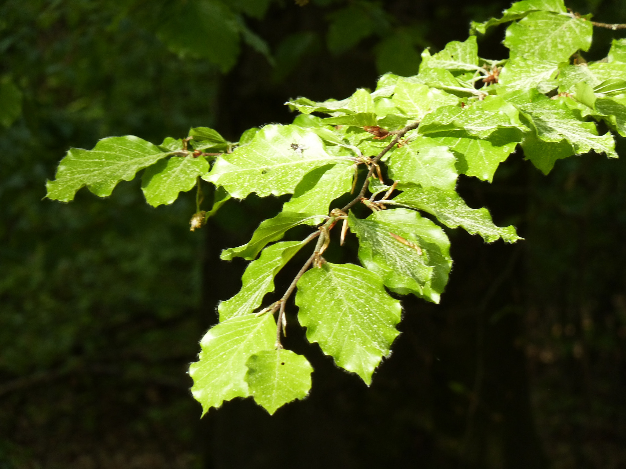 Panasonic Lumix DMC-ZS5 (Lumix DMC-TZ8) sample photo. Buche:)) photography