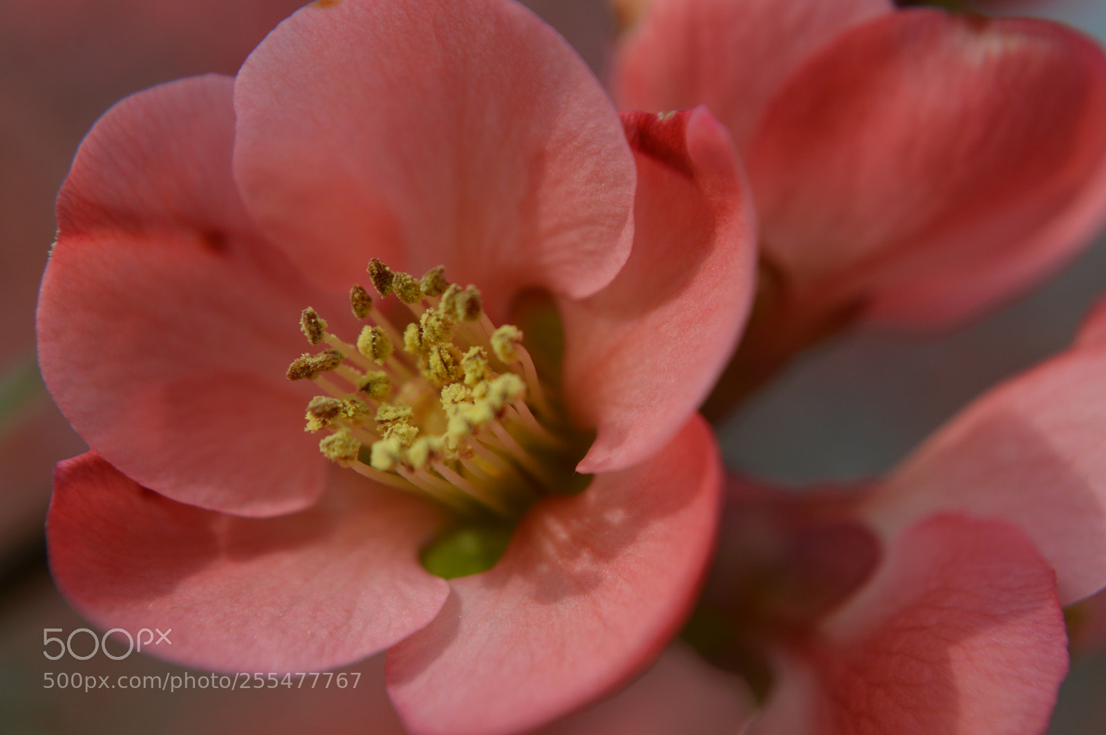 Nikon D3200 sample photo. Spring it photography