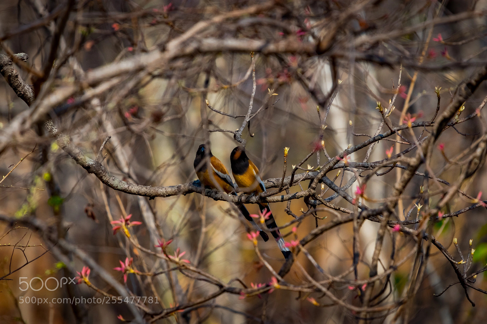 Canon EOS 80D sample photo. Rufous treepie photography