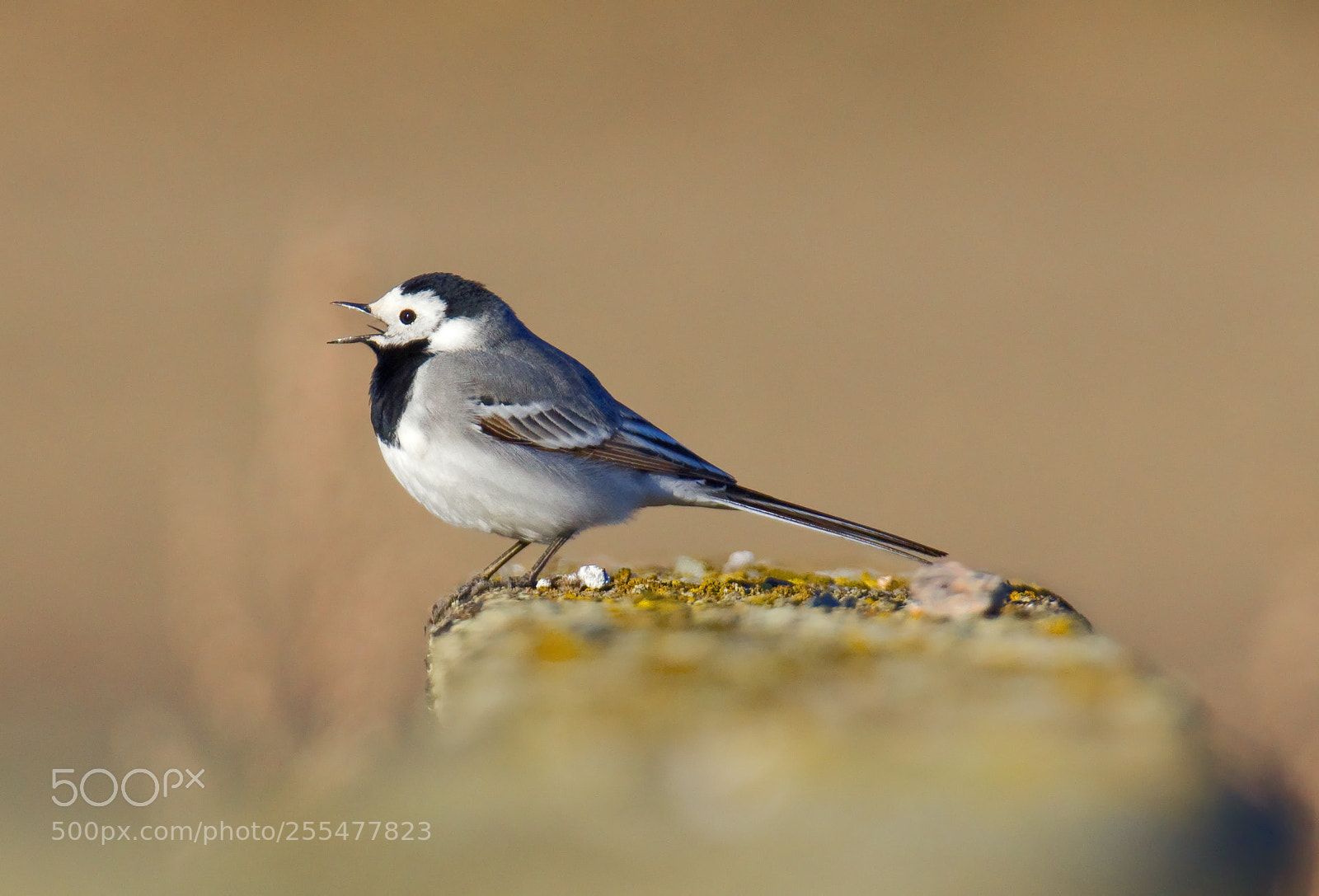 Pentax K-3 II sample photo. White wagtail photography