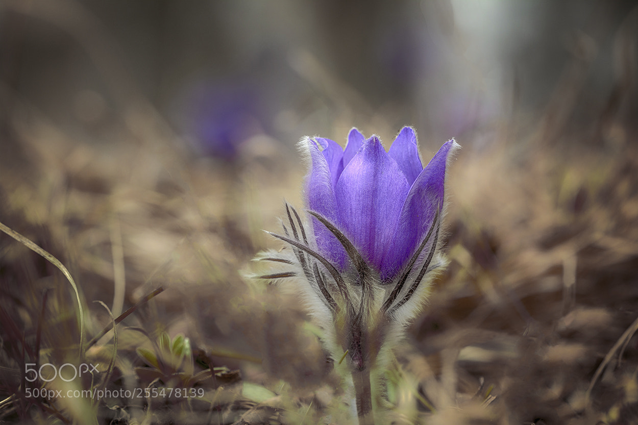 Nikon D7100 sample photo. Сон трава. photography