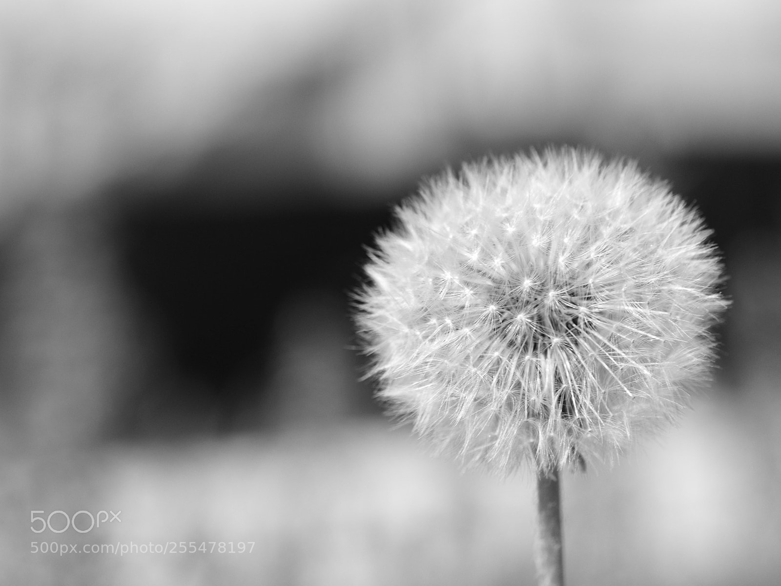 Olympus OM-D E-M10 II sample photo. Taraxacum sect. ruderalia photography