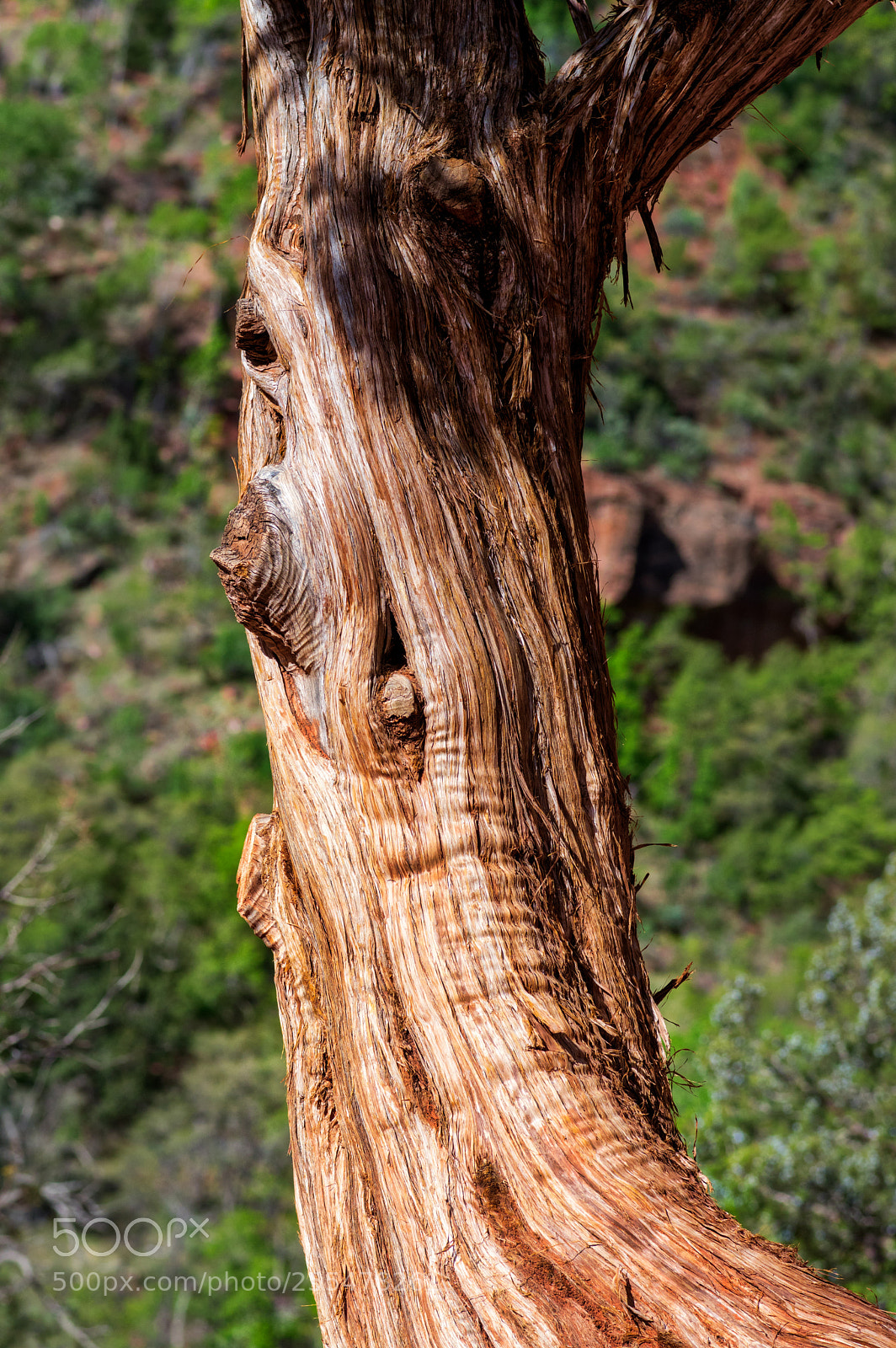 Pentax K-3 II sample photo. Zion national park photography