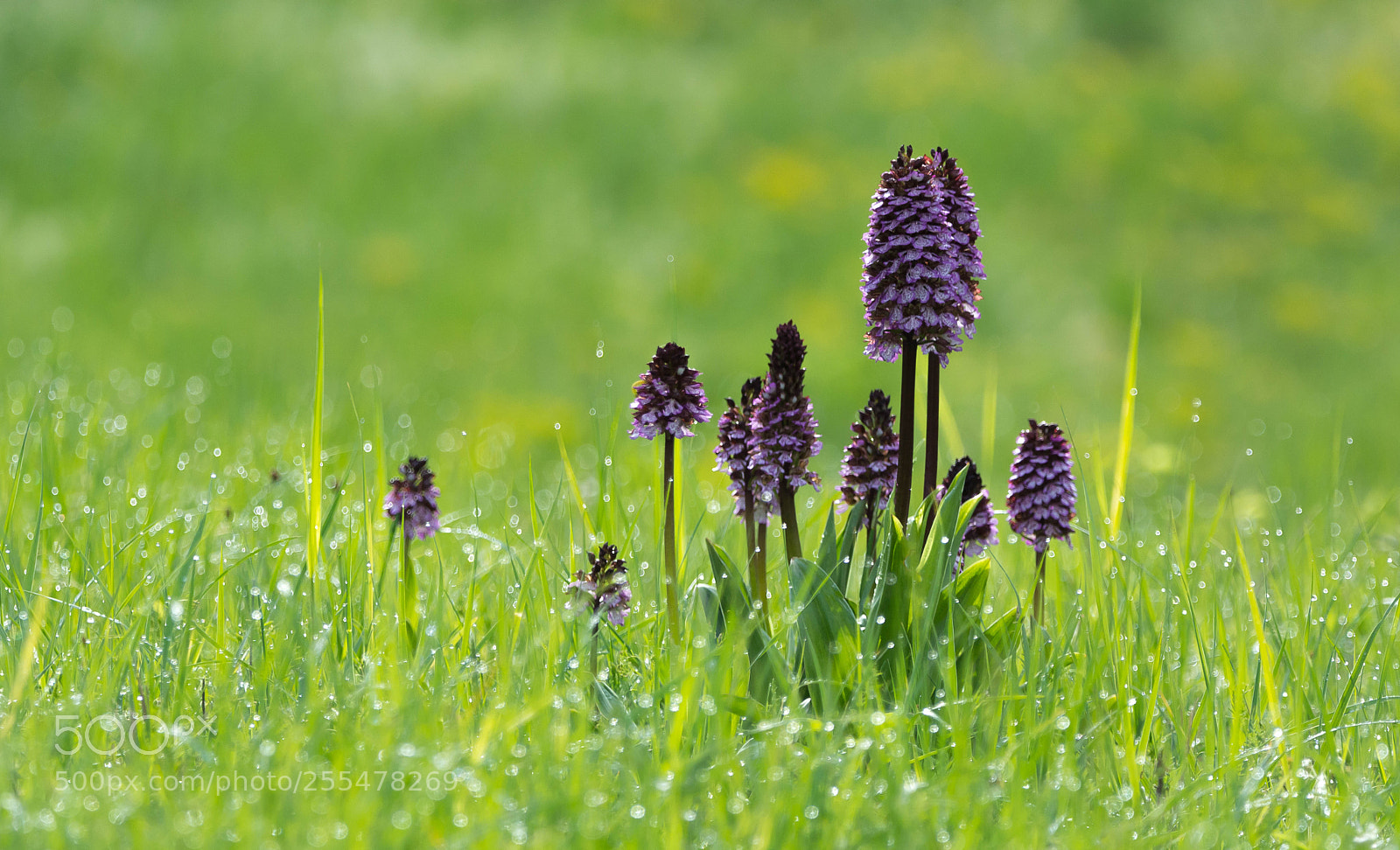 Nikon D7100 sample photo. Orchis purpurea photography