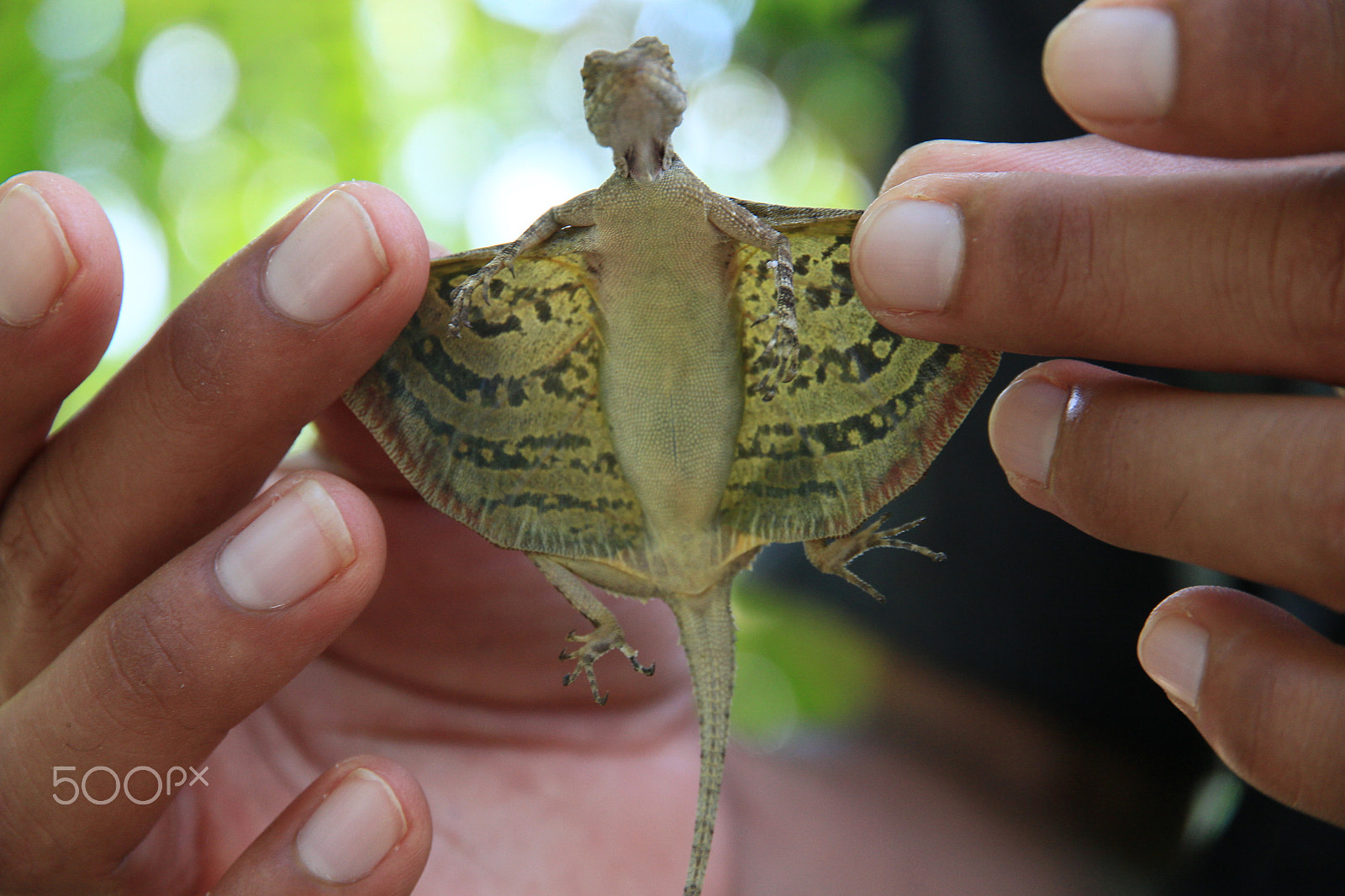 Canon EOS 650D (EOS Rebel T4i / EOS Kiss X6i) sample photo. Flying lizard at khao sok national parc photography