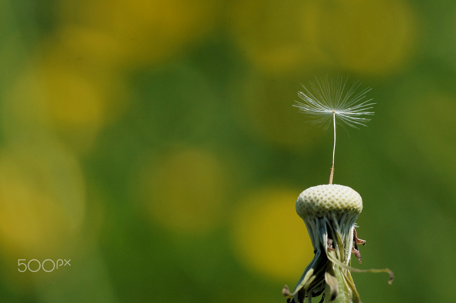Sigma 70-200mm F2.8 EX DG Macro HSM II sample photo. Egoist photography