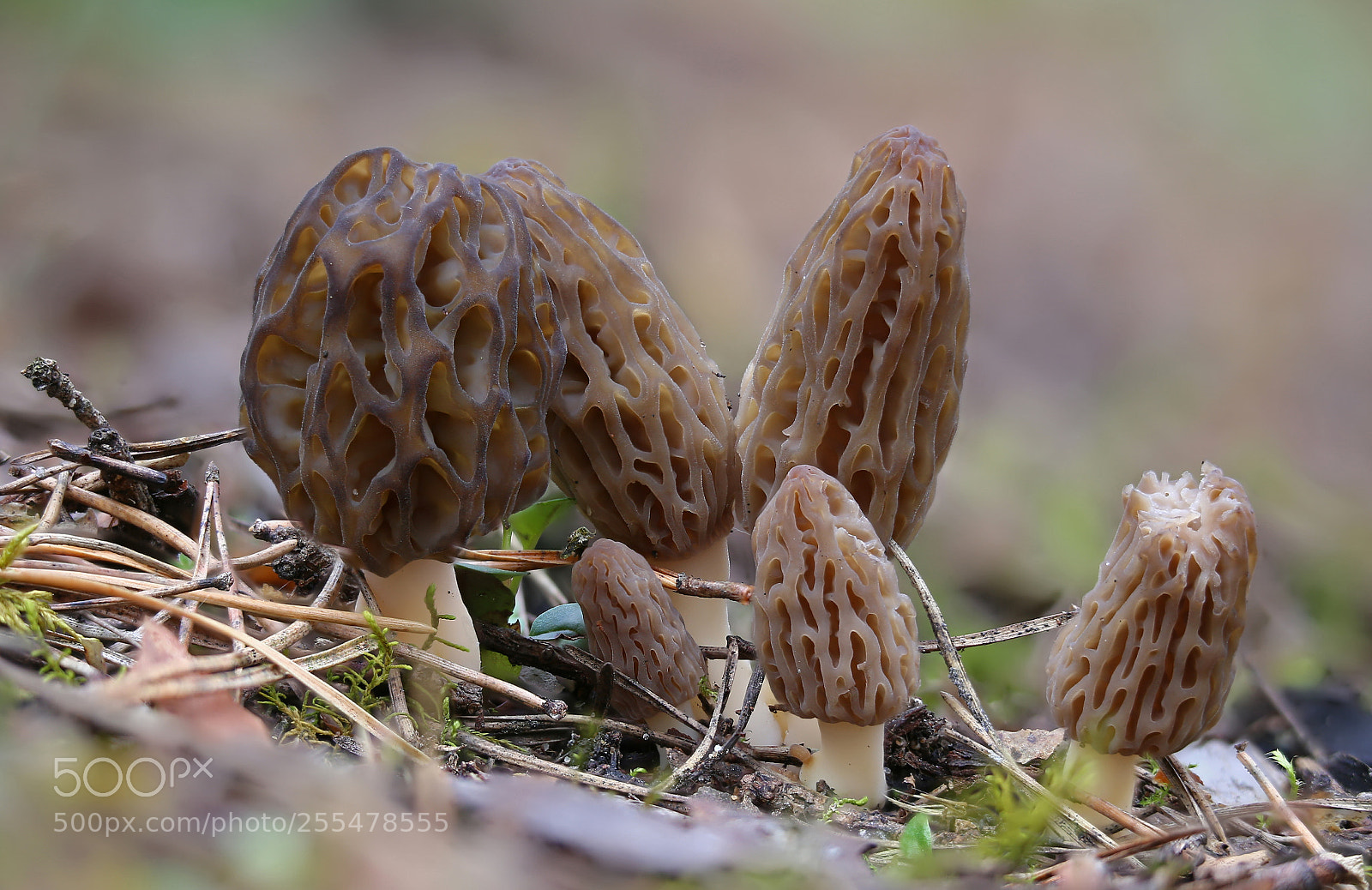 Canon EOS 6D sample photo. Morchella photography