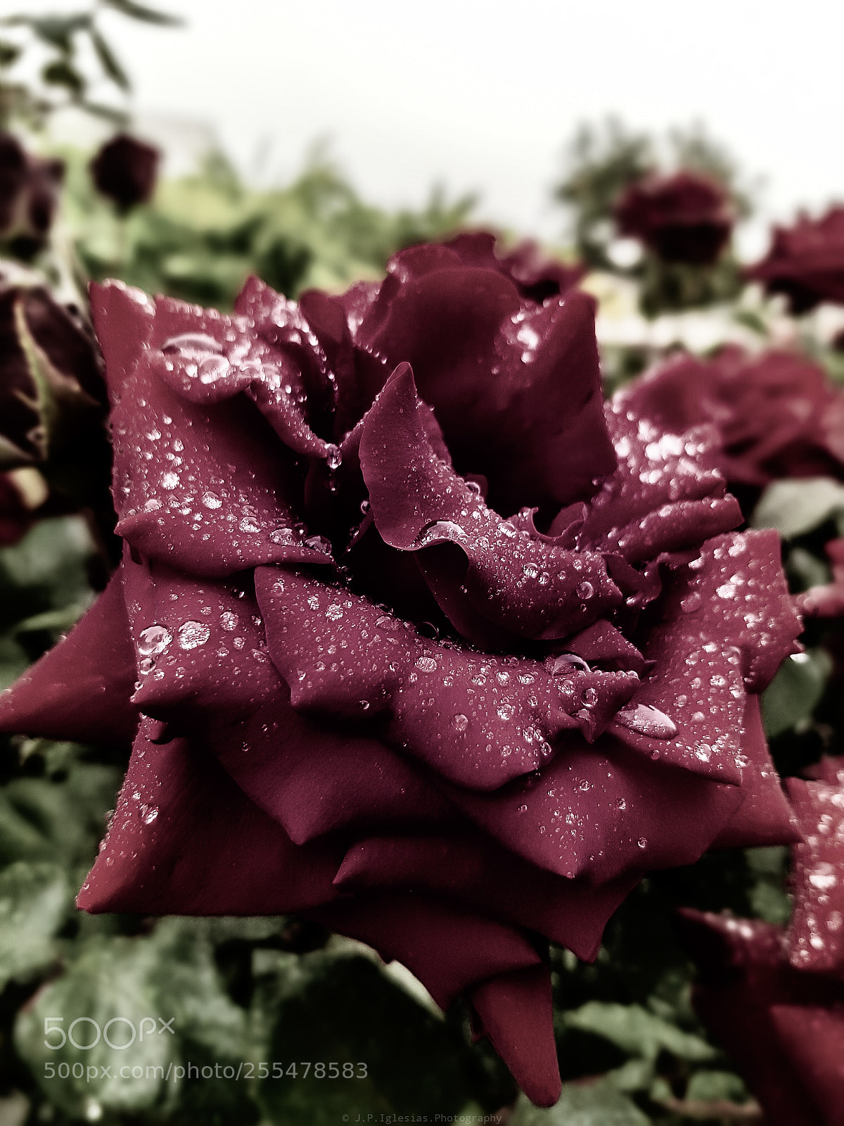 Samsung Galaxy S8 sample photo. Rainy days. photography