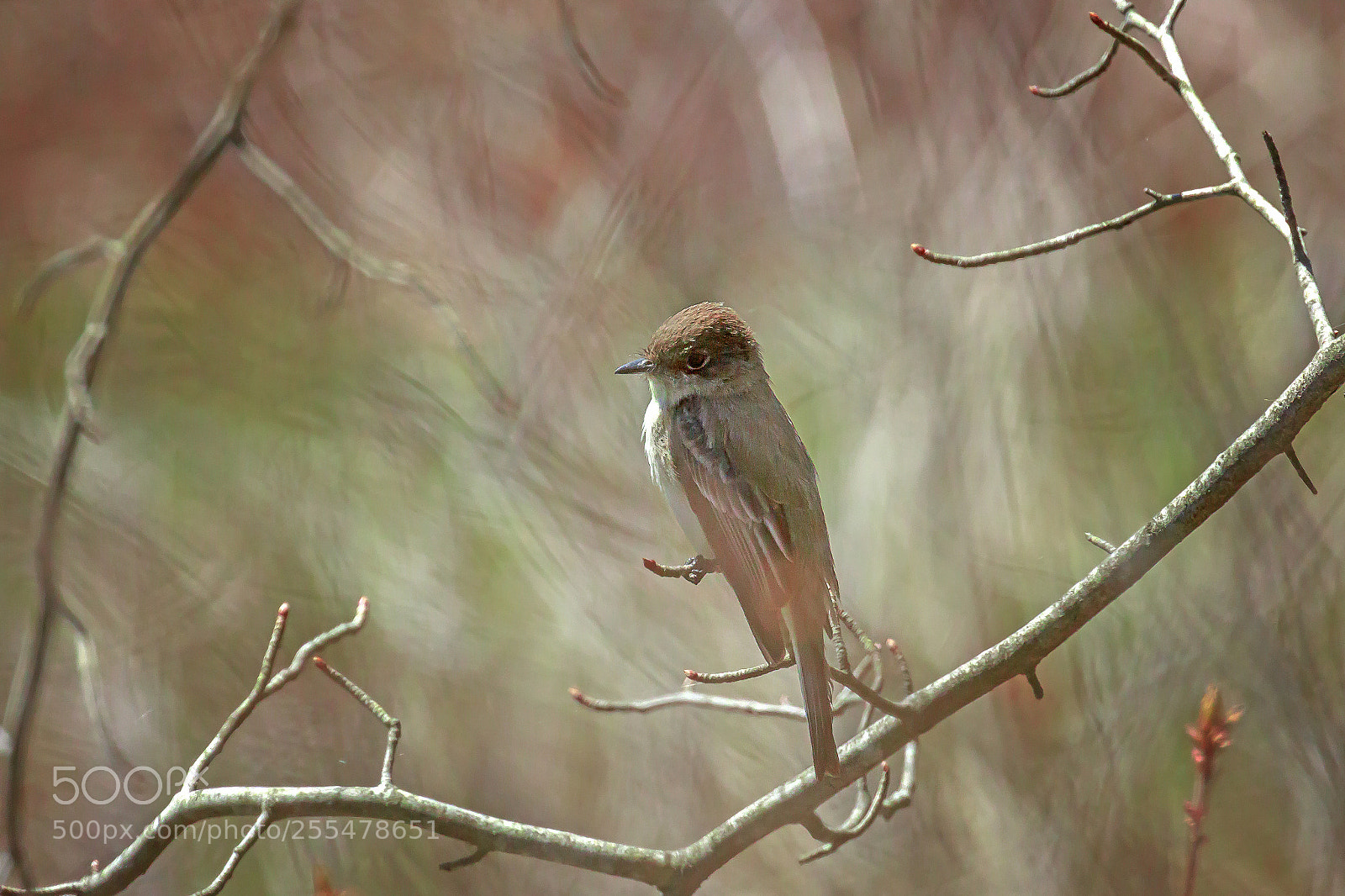Canon EOS 7D Mark II sample photo. Flycatcher photography