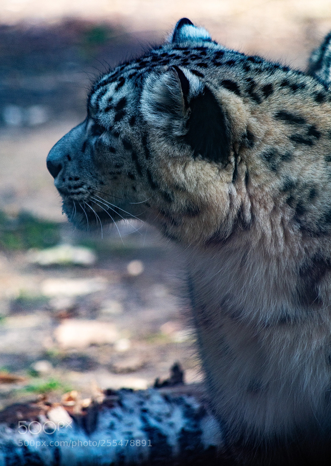 Pentax K-1 sample photo. Monitoring his territory photography